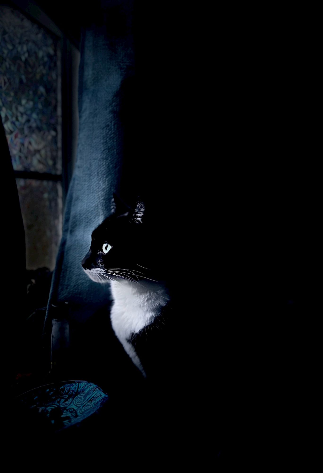 A black and white tuxedo cat stares through a window in the last of the evening twilight. She’s surrounded by darkness except a stark light highlighting her face and bright eyes in strong contrast to the dim space around her.