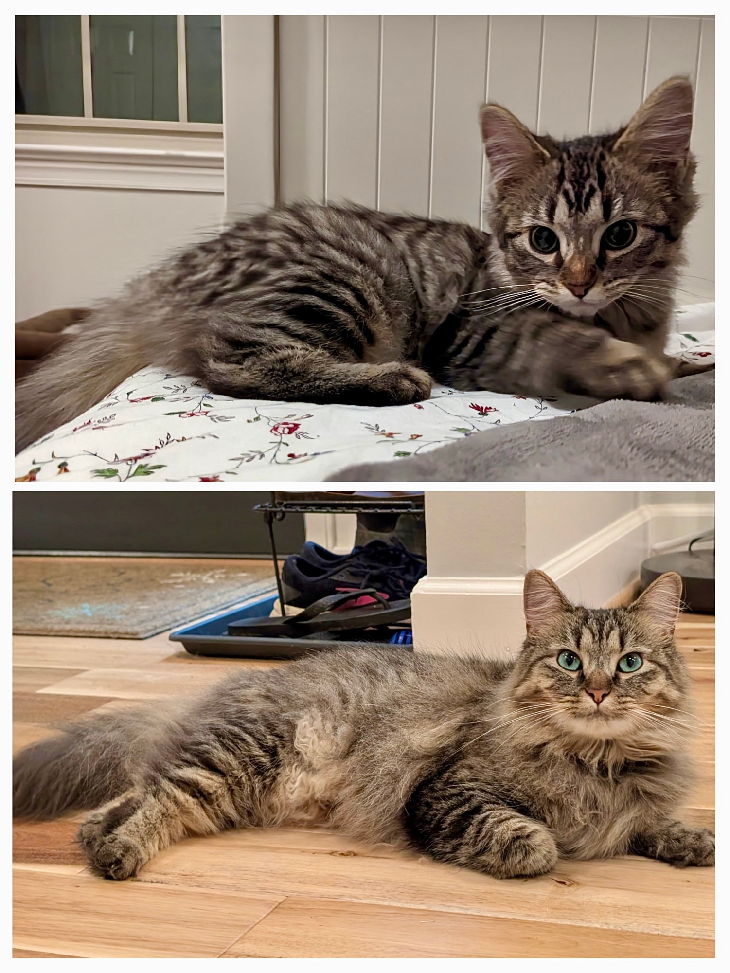 Color photograph. A long haired tan, black and gray tabby kitten lays regally on the bed. Below that picture you see one of the same cat, one year later with super long and majestic floofy hair as she lays on a wooden floor.