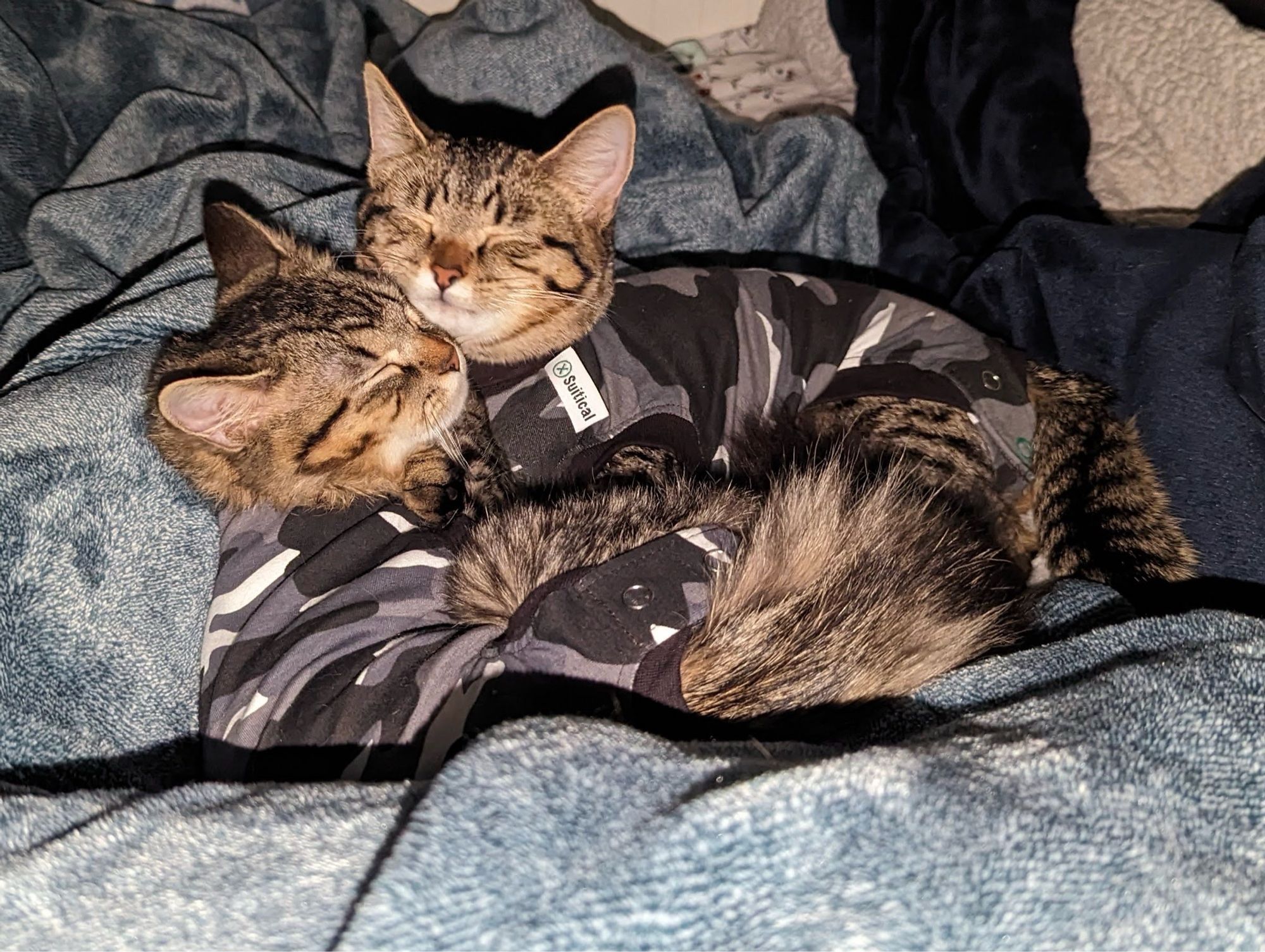 Two brown and black tabby kittens sleeping snuggled together on a greenish blanket. Kittens are wearing black and white camouflage suits. 