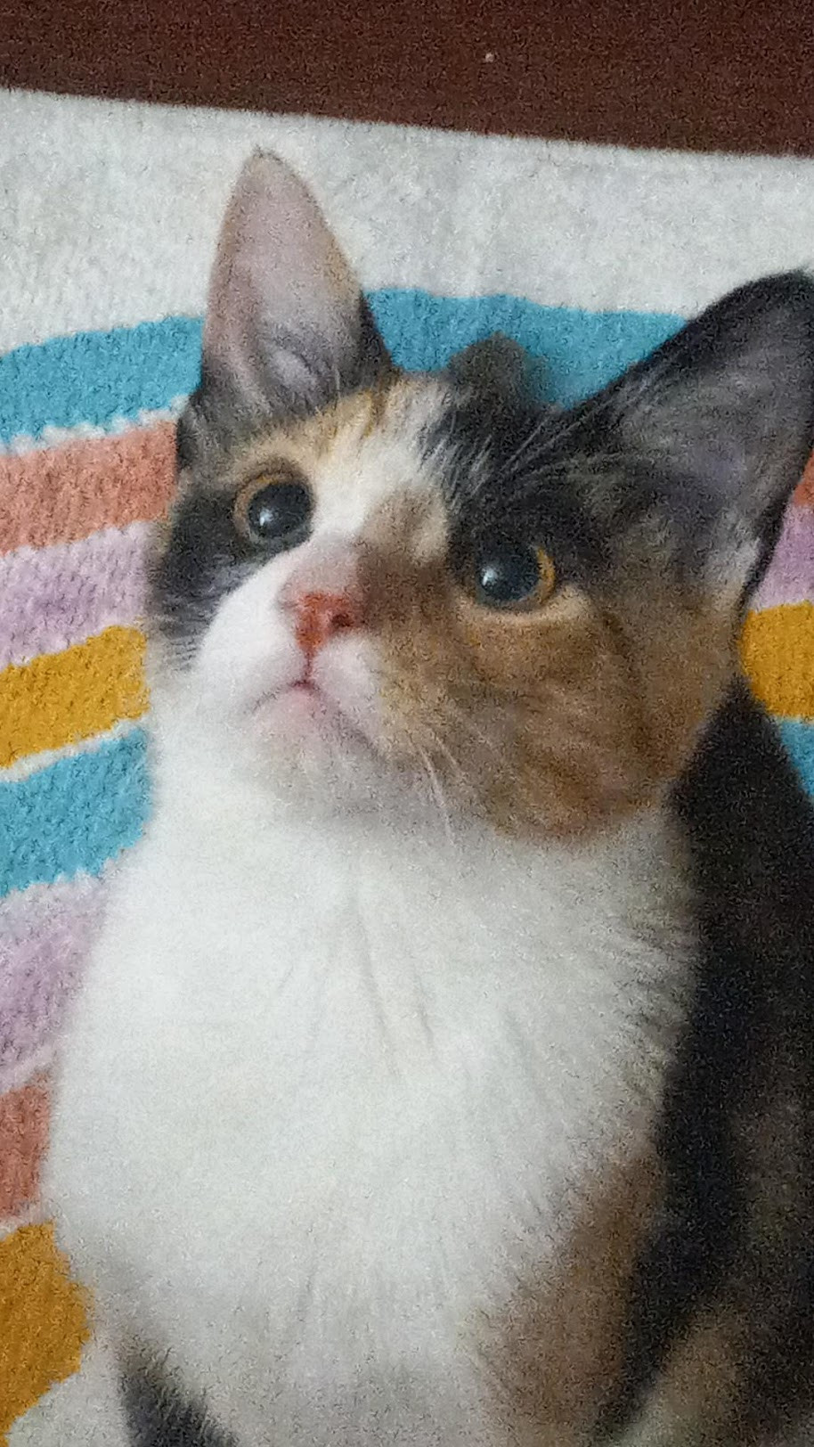 The most photogenic calico you've ever seen (sorry other cats)