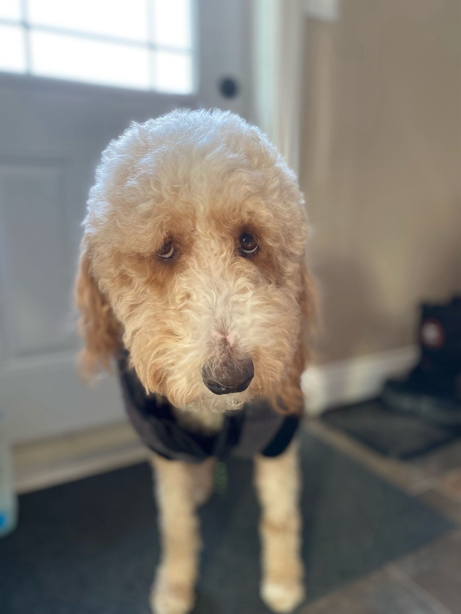 Poodle in a black vest, standing in doorway.