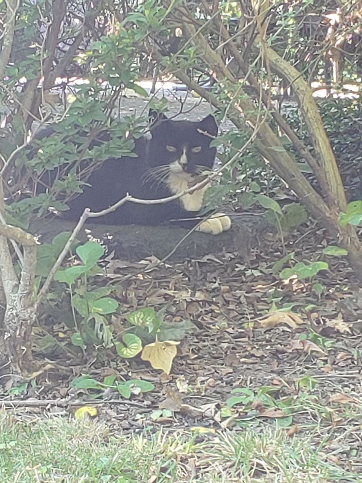 My buddy Oliver. A feral cat who knows he's safe in my yard.