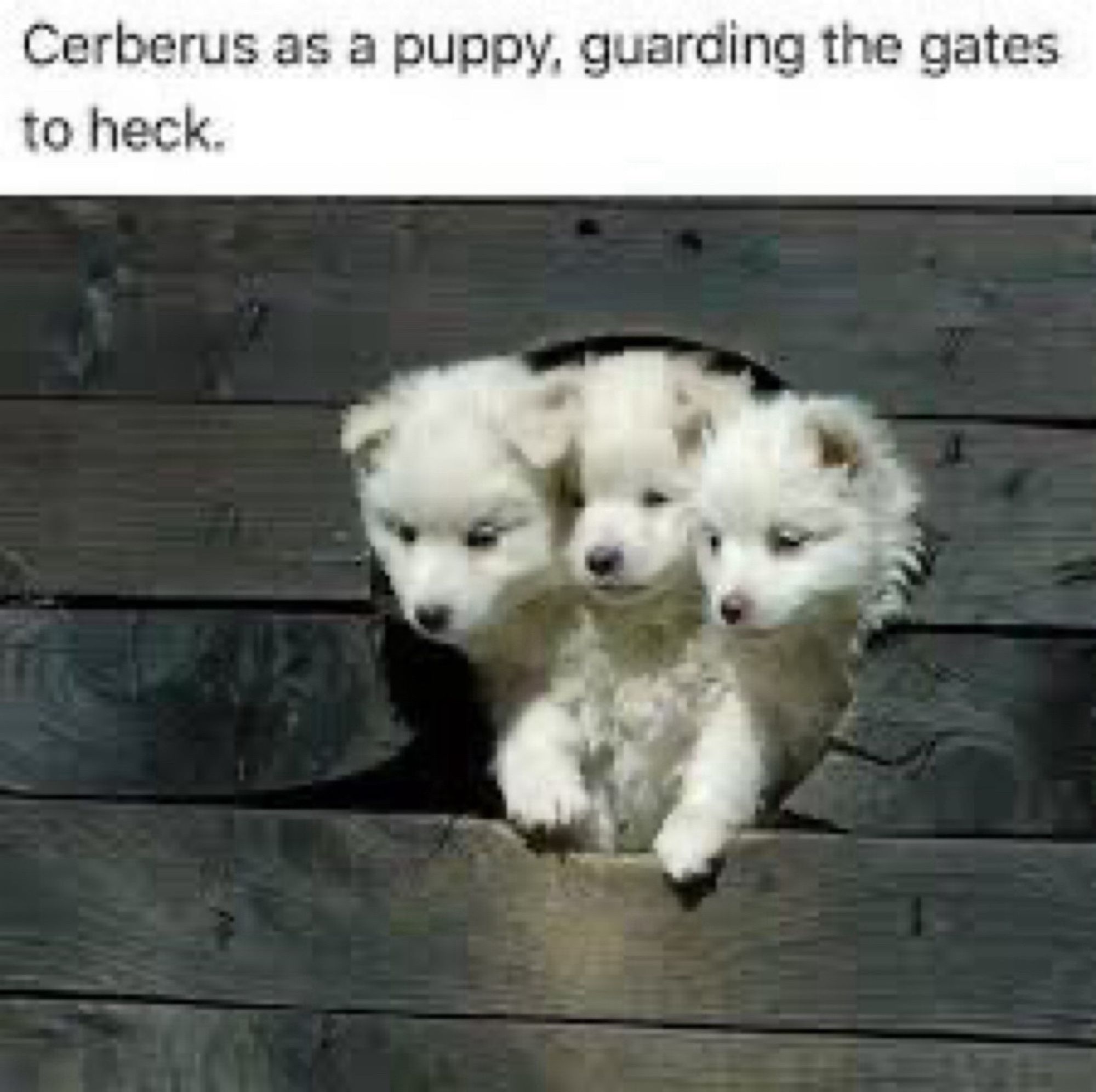 Three puppies looking out of a hole in a wall, filmed in such a way that they look like one puppy with three heads. Caption says "Cerberus as a puppy, guarding the gates of heck."