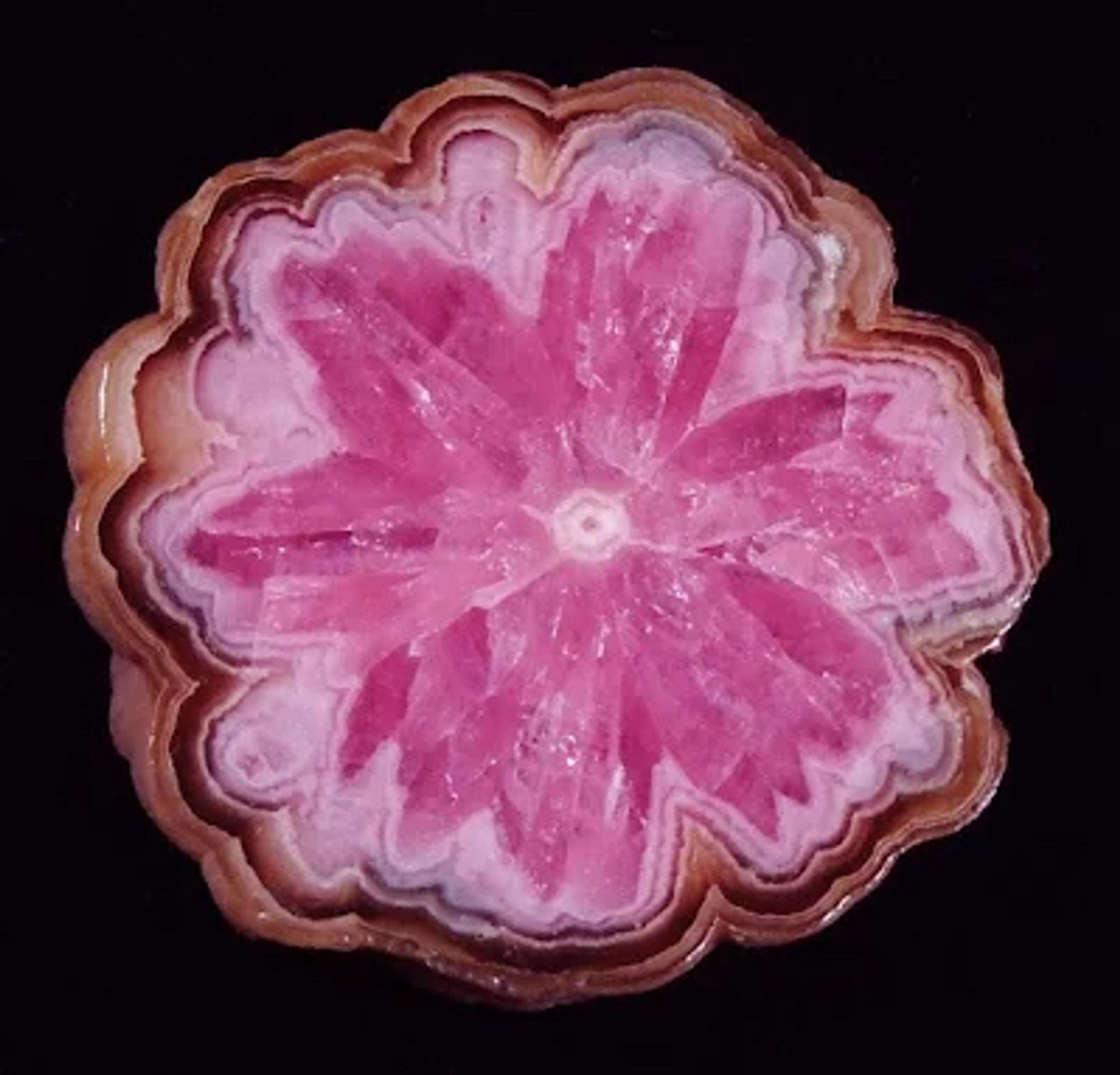 Rhodochrosite lump cut in cross section, showing a flower-like pattern of bright pink crystals.