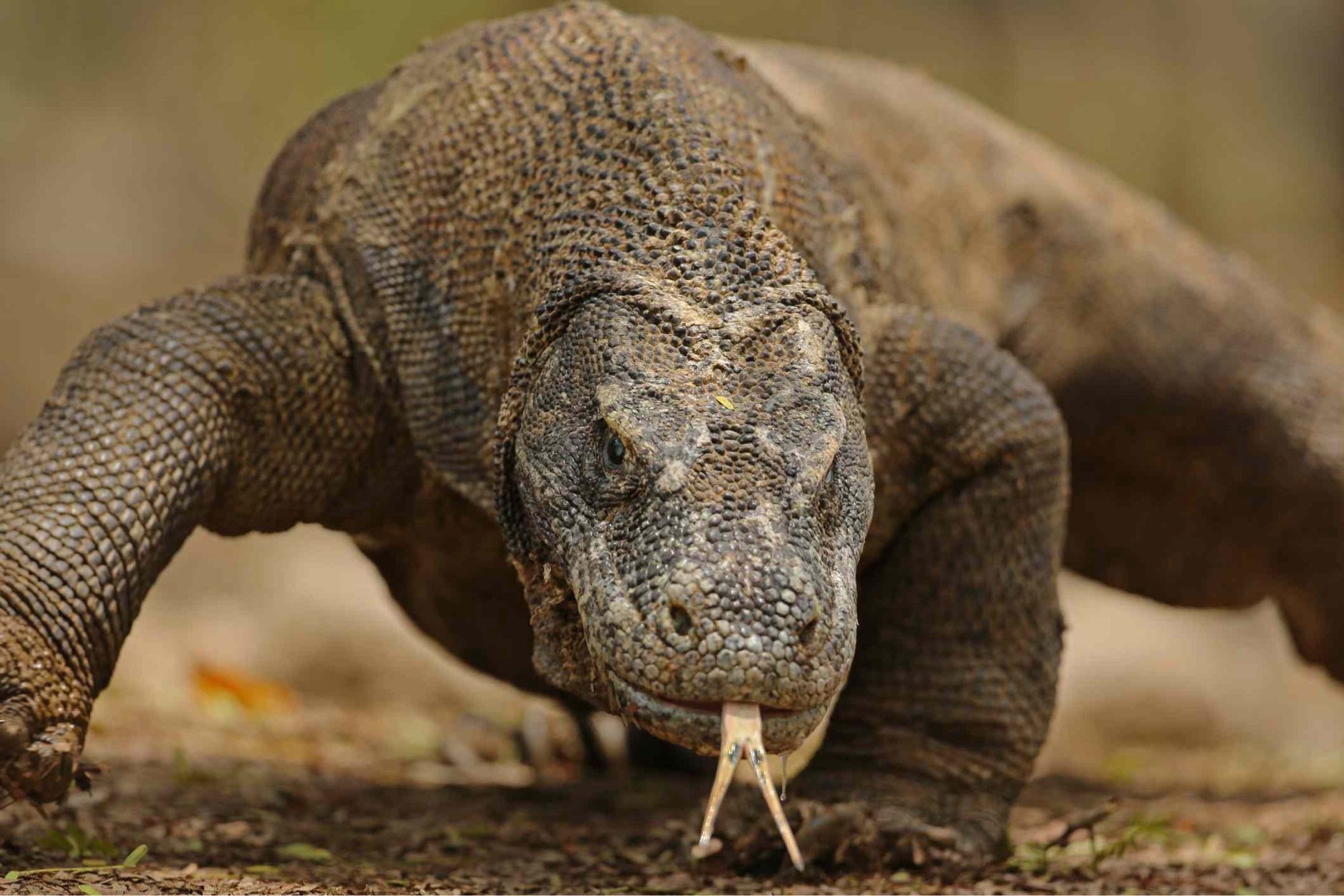 Komodo dragon seen head-on.