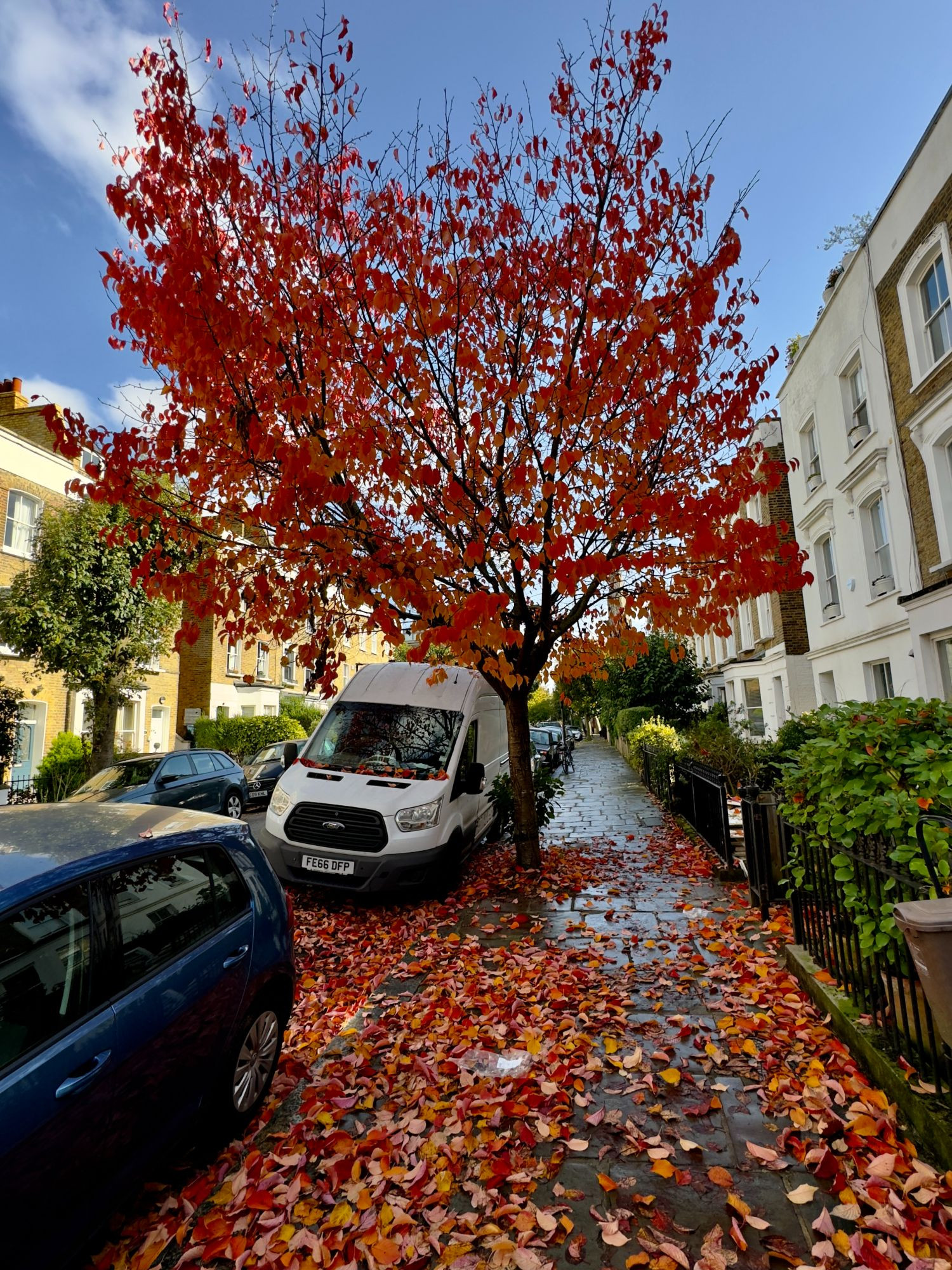 Tree showing autumn colours with leaves in red and orange, on a side street of North London near where I live.