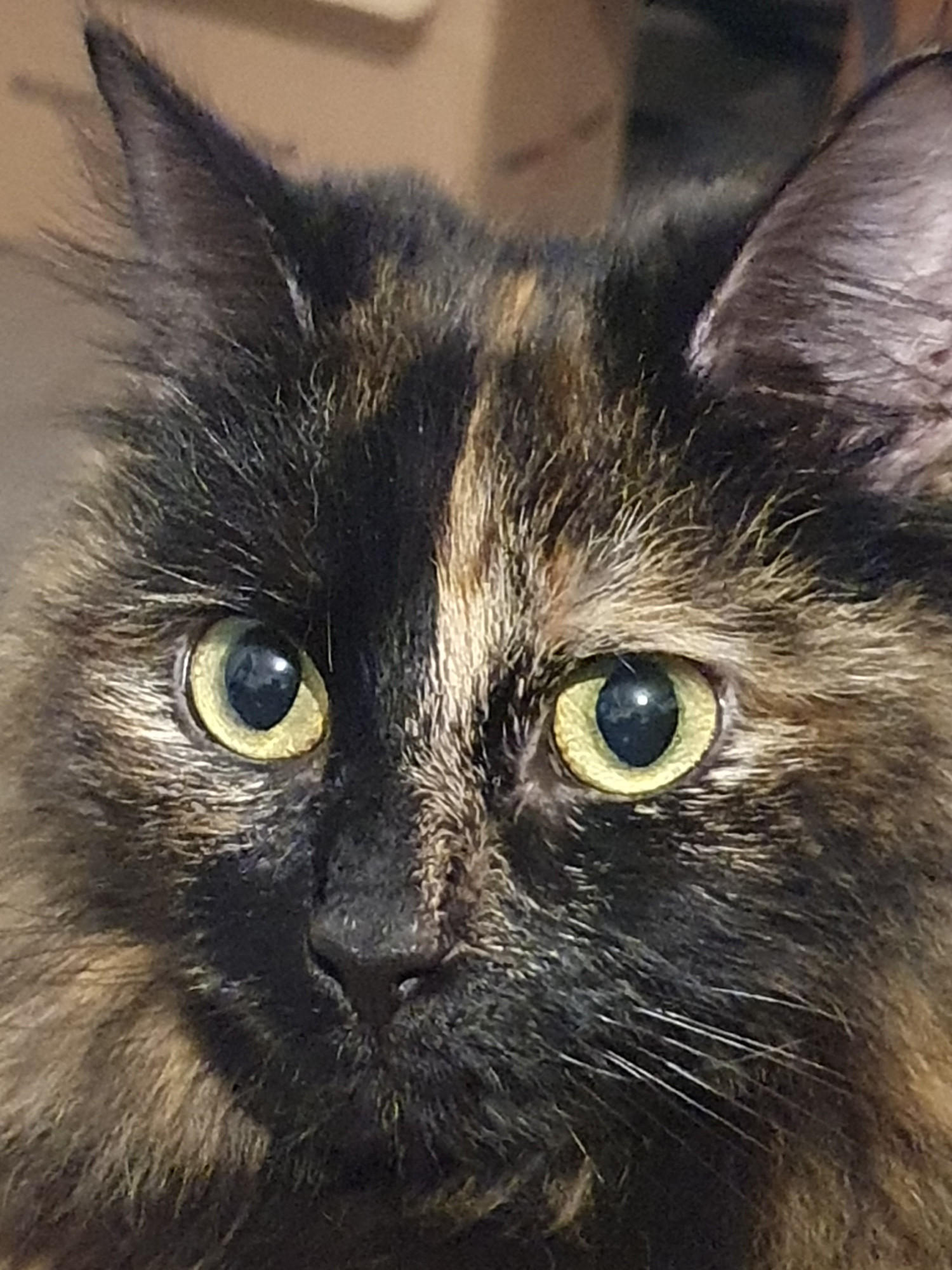 a photo of Pepper the fluffy tortoiseshell cat zoomed in on her face. She's looking blankly to the left of the camera