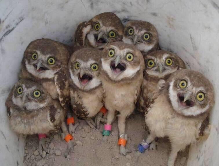 Suprised owlets