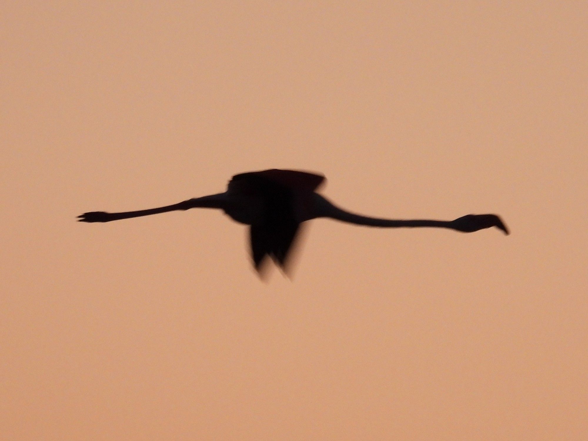 Black silhouette of a flamingo in flight against purple sky.