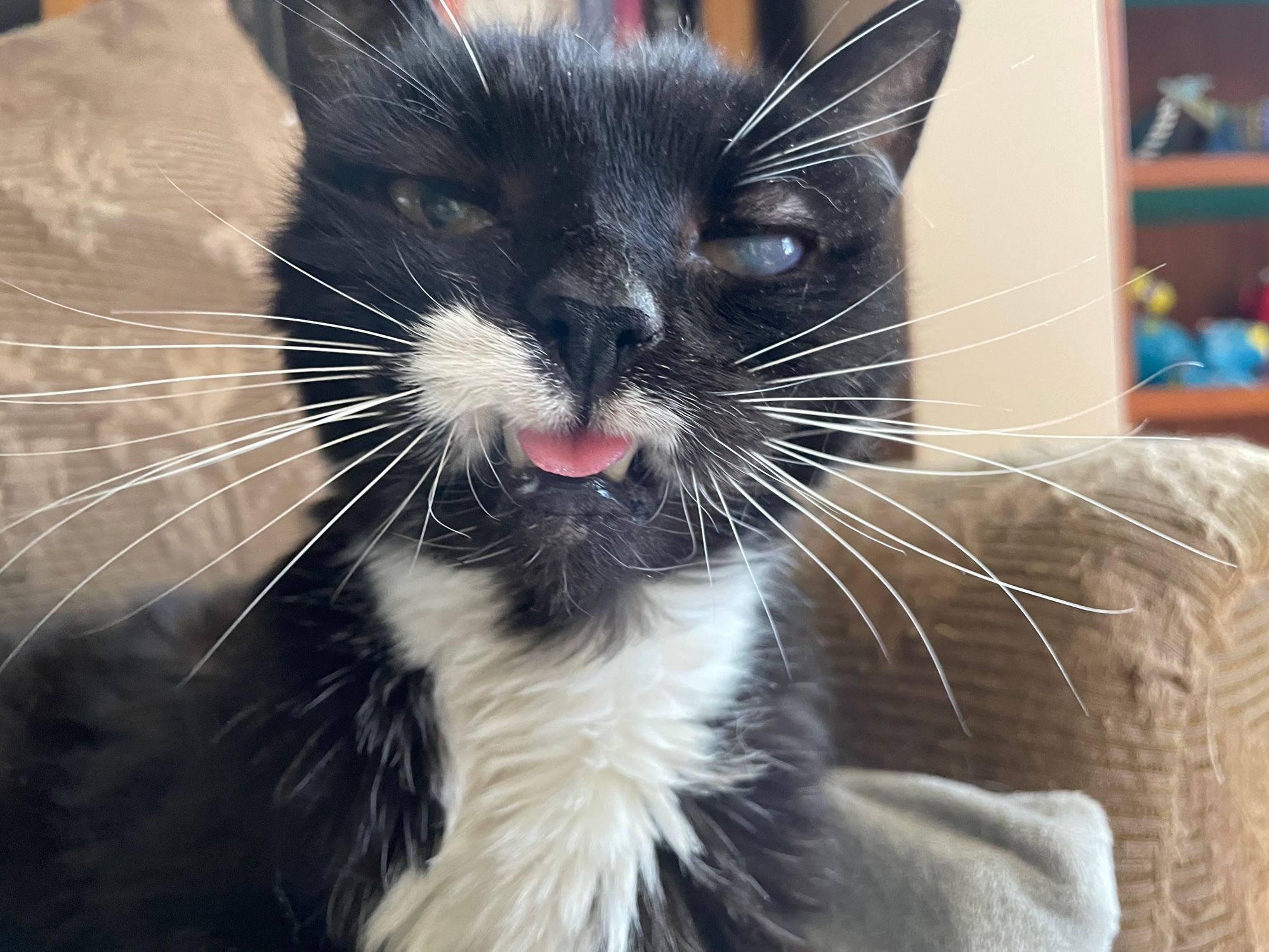 My elderly tuxedo cat is still beautiful to me.