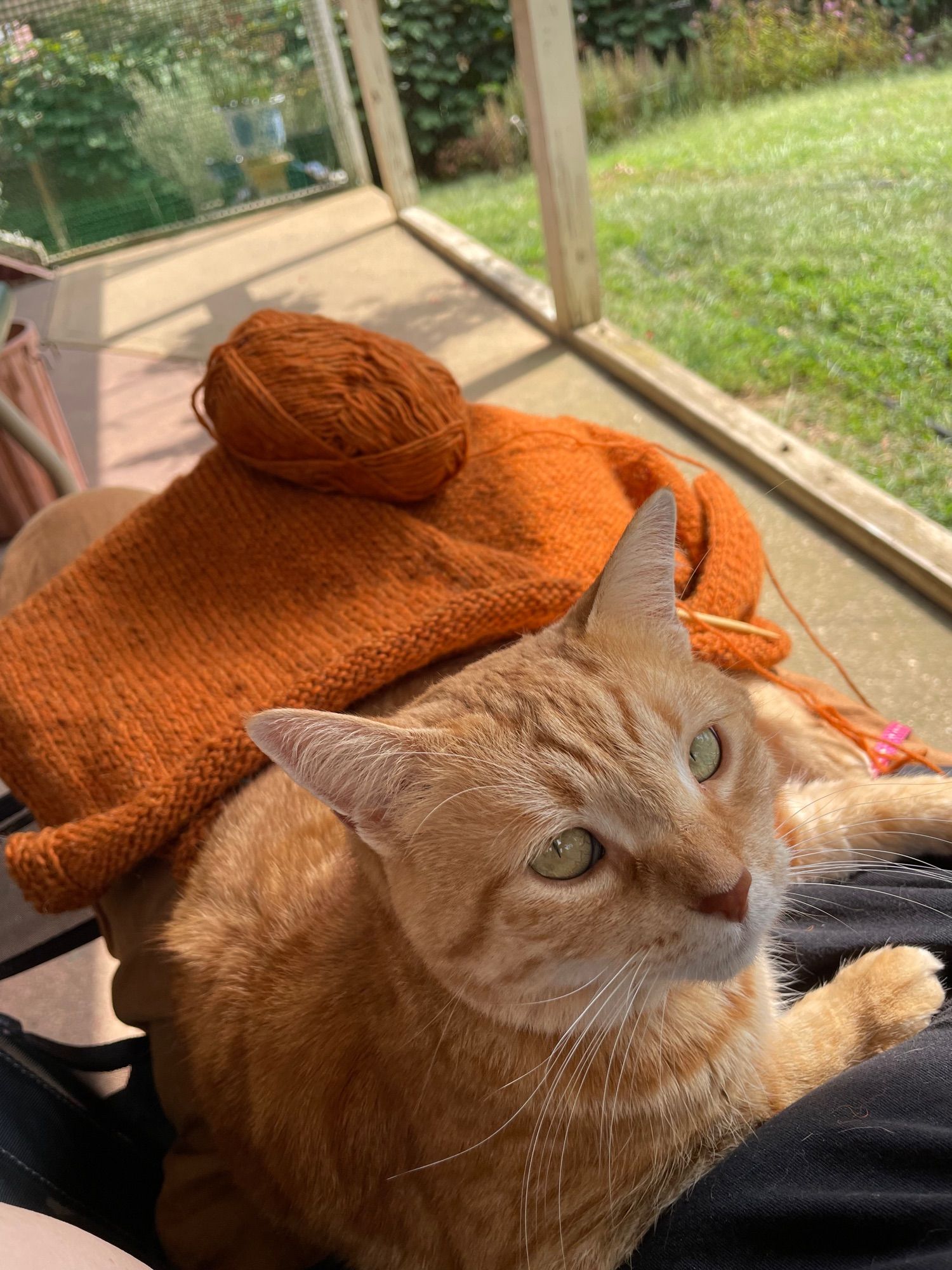 Orange kitty in my lap preventing knitting from happening