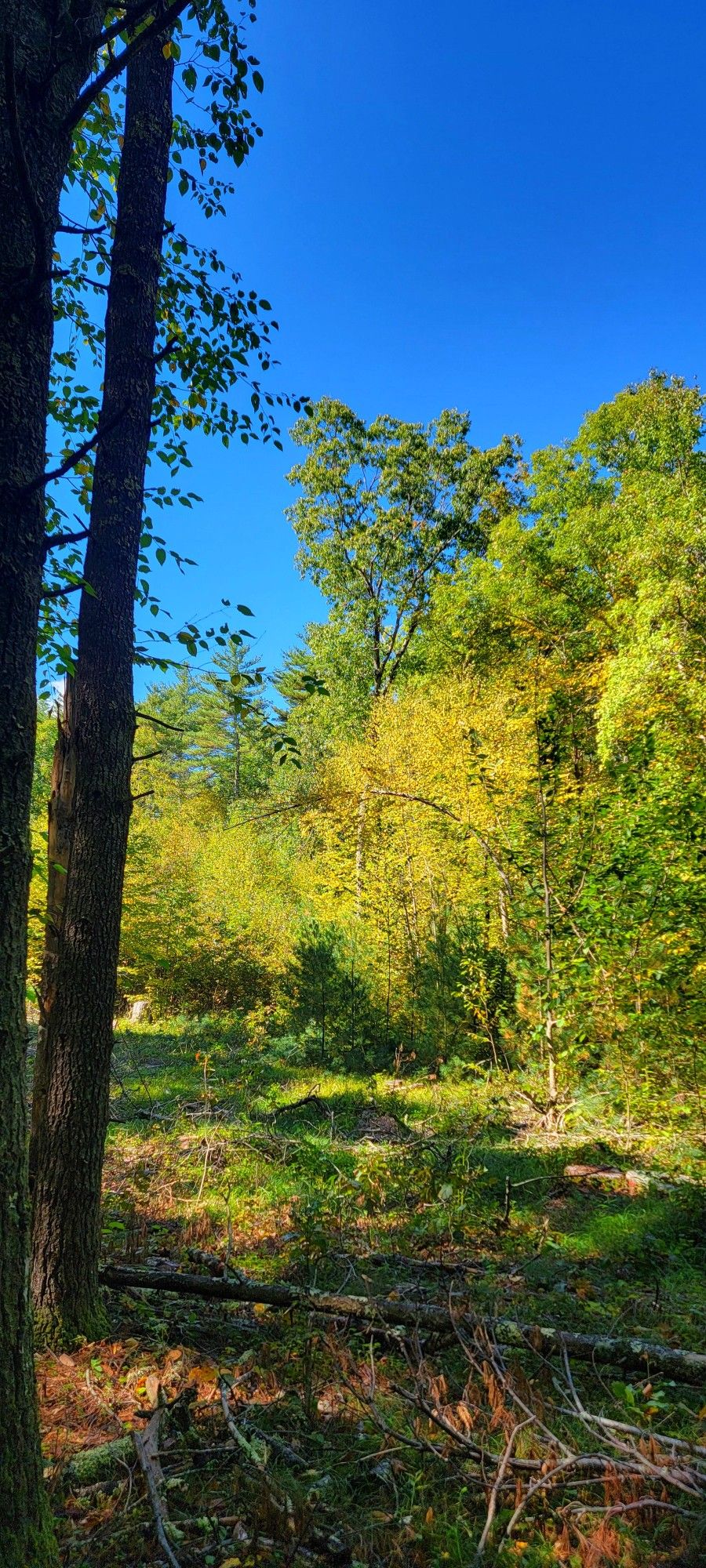 Photo of New England woods in September. Tall shaded tree trunk frames right side of picture. In center background are other trees with bright green and yellow leaves, and deep blue sky above.