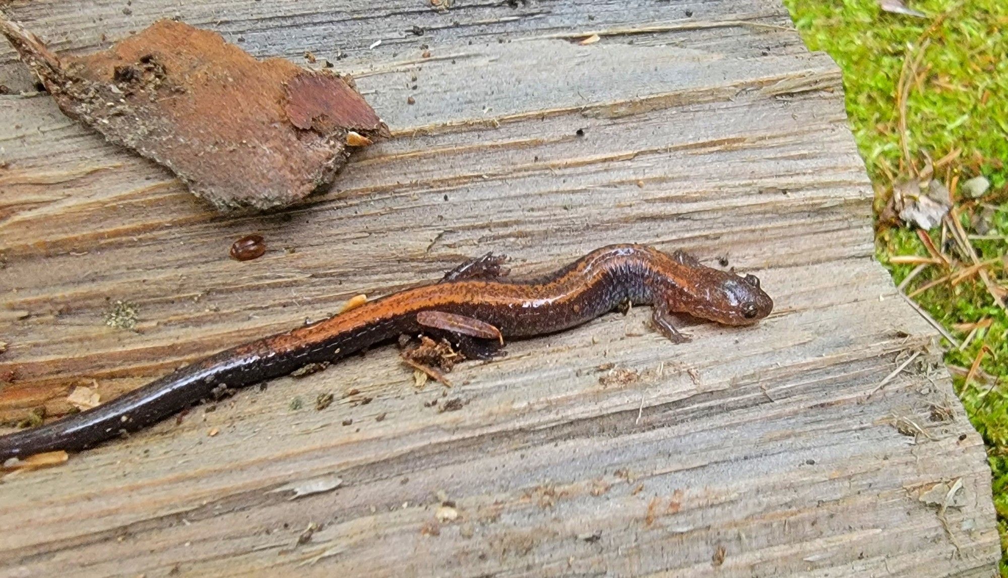 Small almost wormlike salamander with tiny legs and reddish coloring on back. On a rough gray piece of pine, with green moss in background.