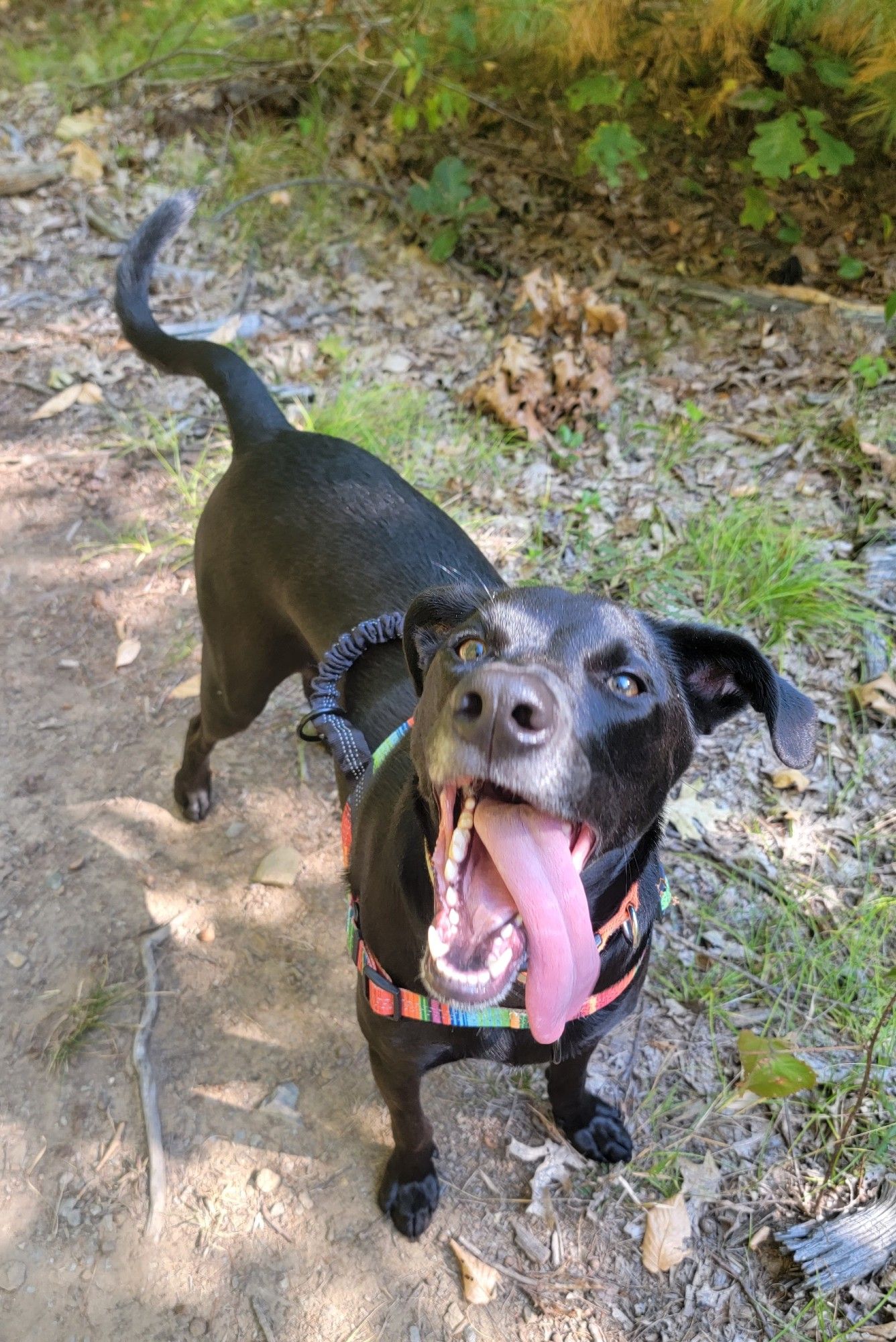 Close photo of black dog looking up expectantly at the photographer with mouth wide open, many white teeth, and long pink tongue hanging out to one side.