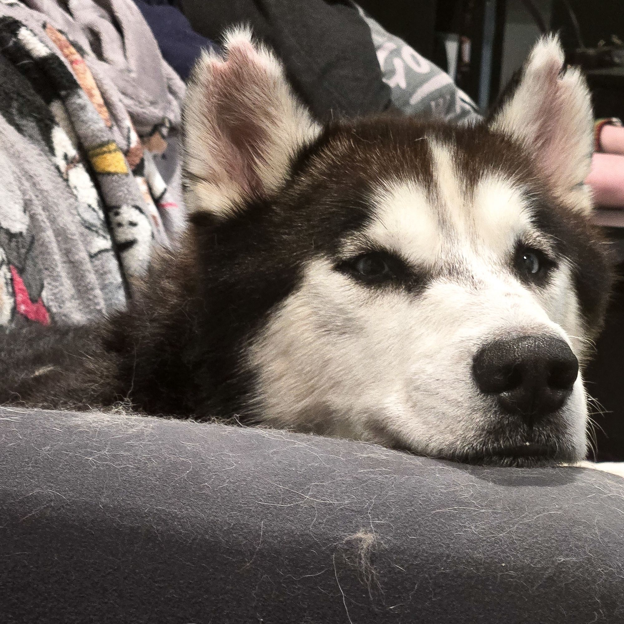 A husky rests his head on the armrest of a gray couch.