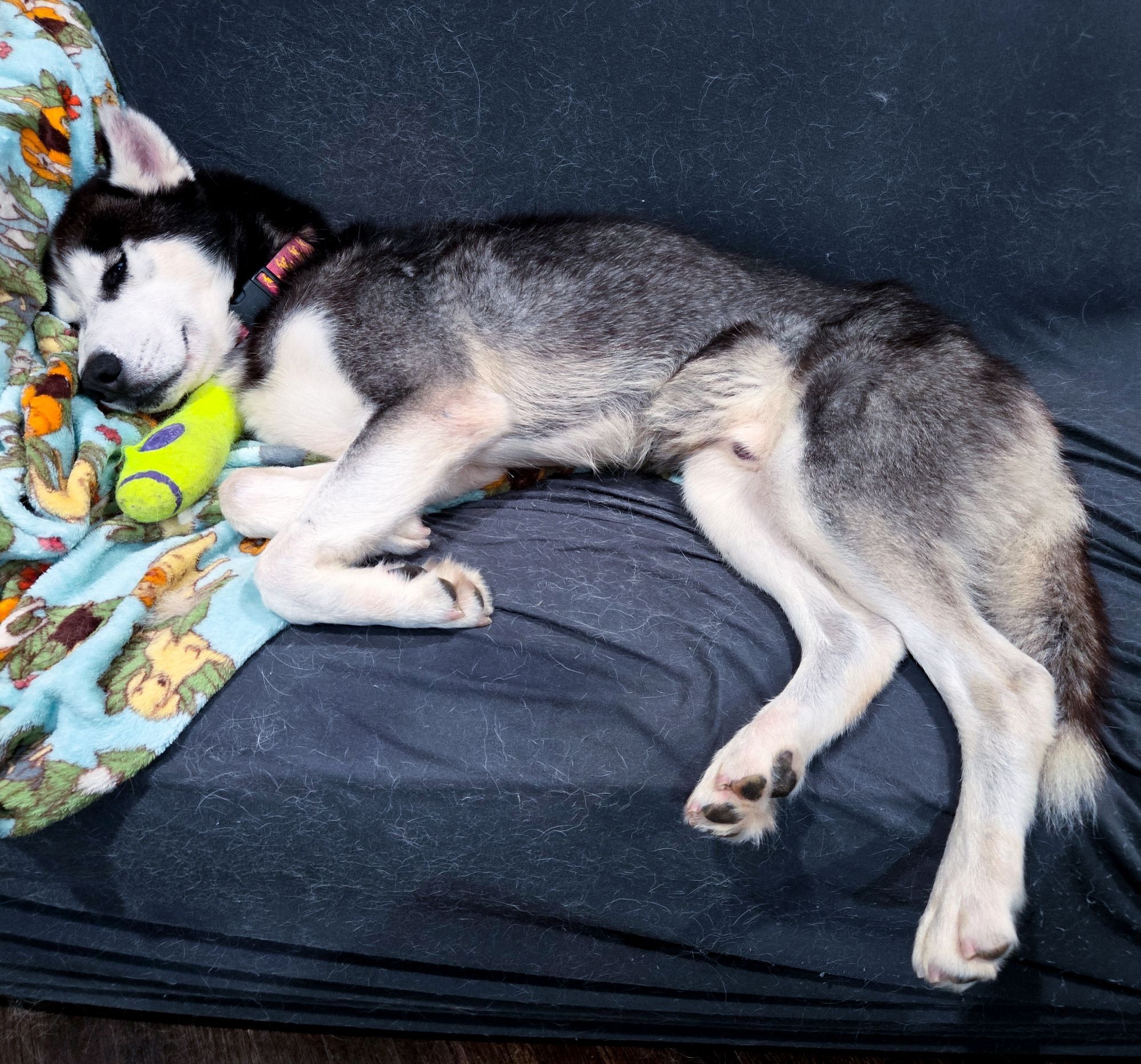 A husky sleeps on a couch.