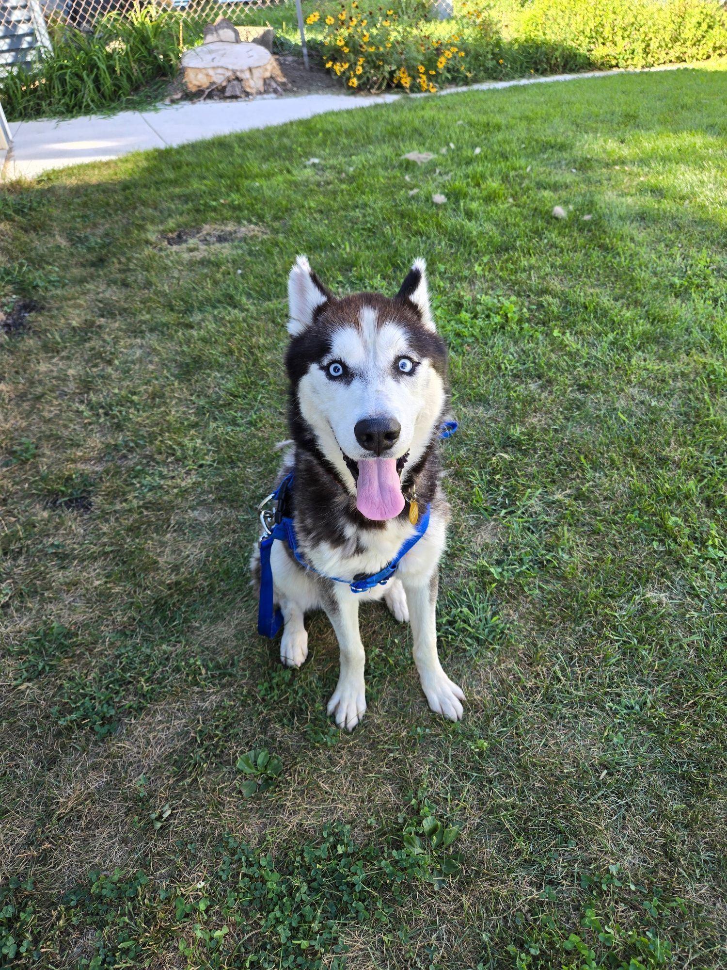 A husky sits on a green lawn.