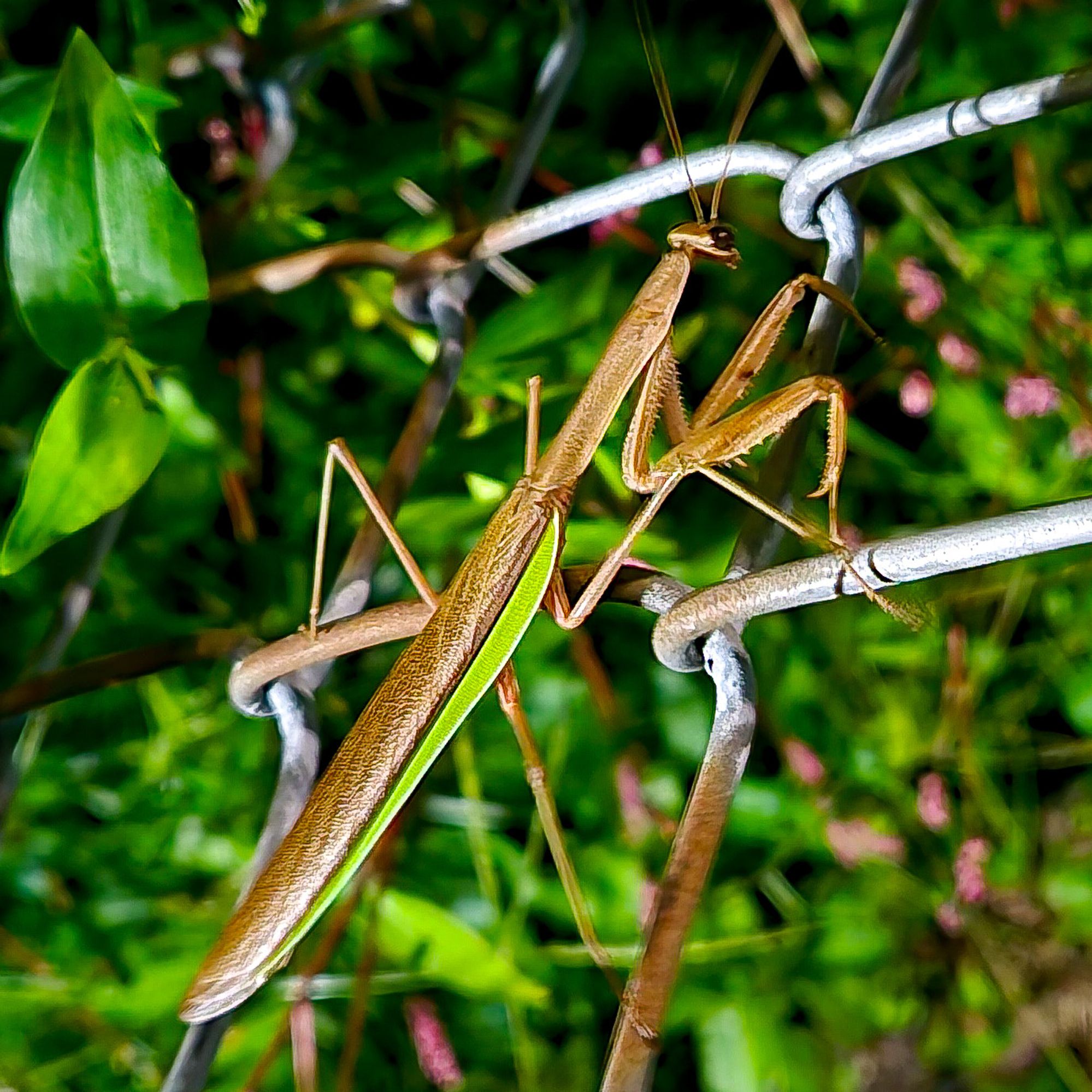 A mantis on a fence.