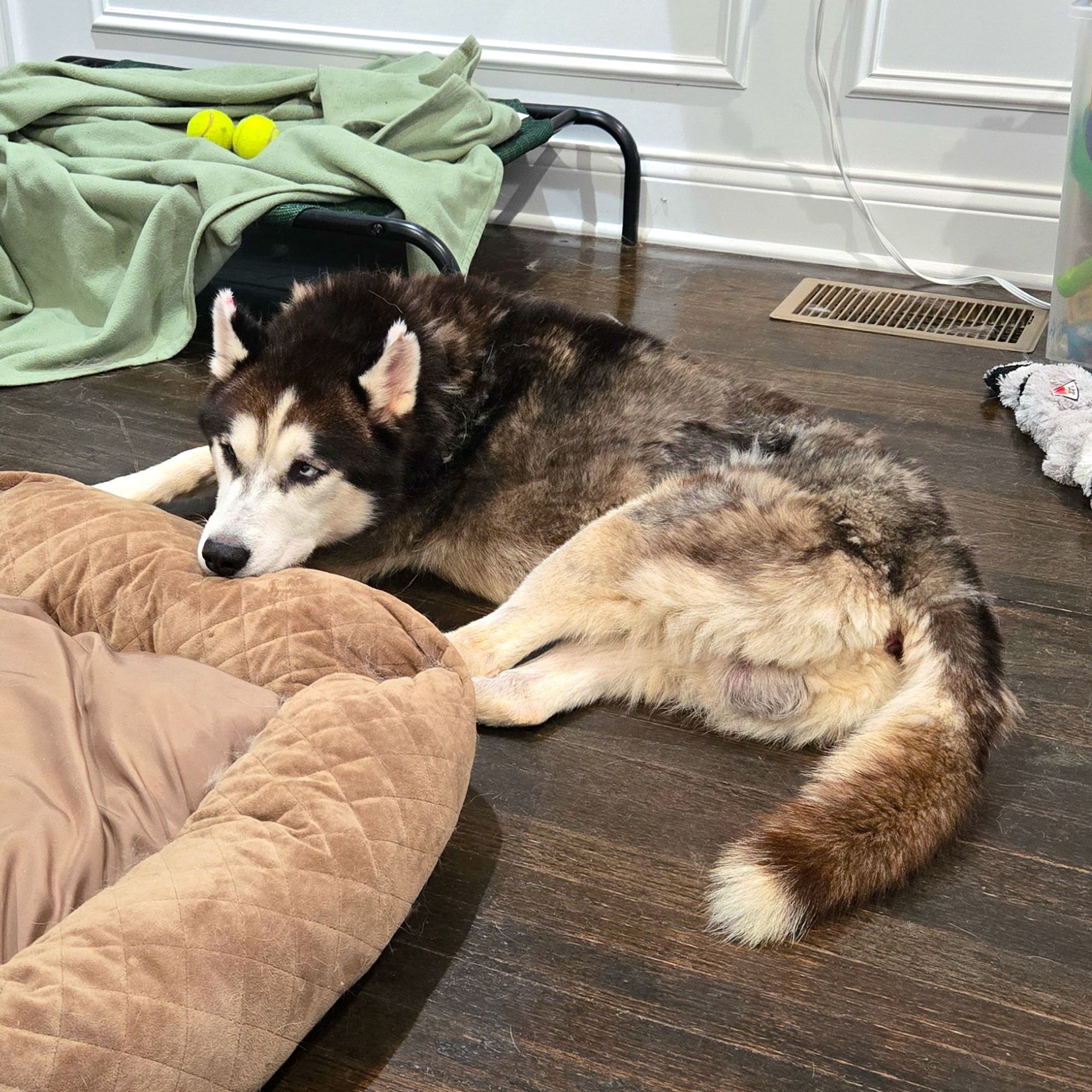 A husky lays on a hardwood floor with his chin on a dog bed.