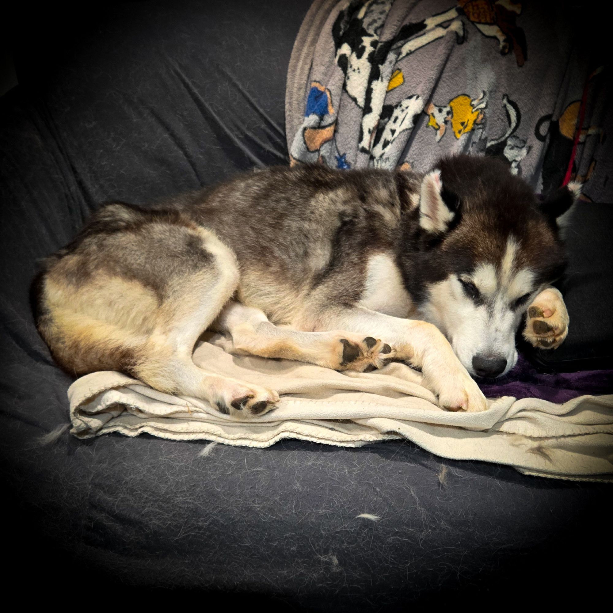 A black and white husky sleeps on a couch.