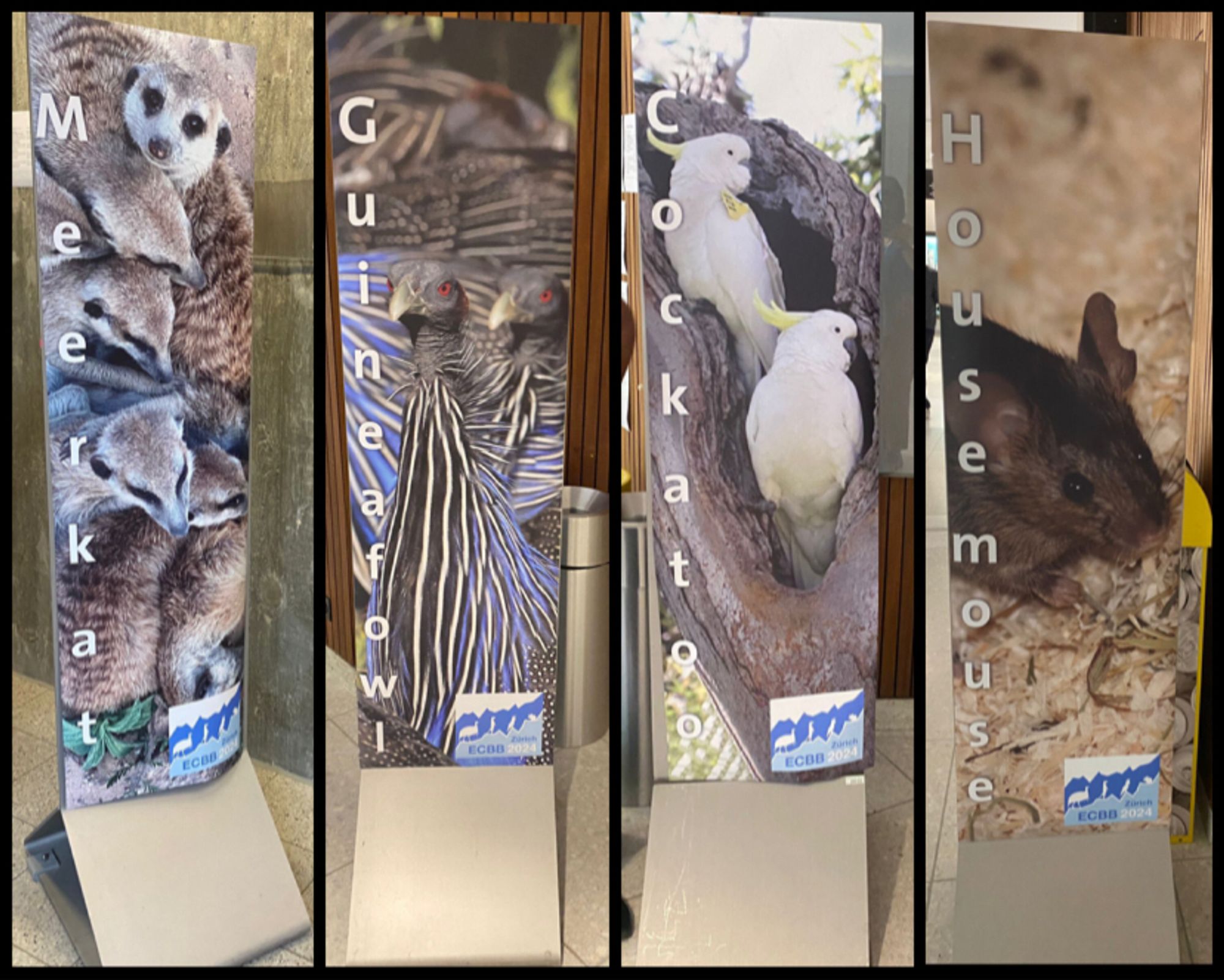 Meerkat, guineafowl, cockatoo and house mouse banners