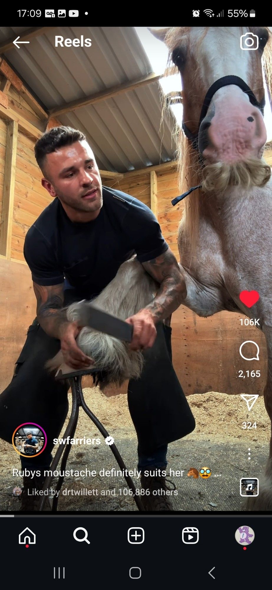 A screenshot of an Instagram video by swfarriers. It shows a farrier in the process of shoeing a horse. The horse stands with a hoof up on a stand and facing the camera. There's a very prominent mustache on her upper lip.