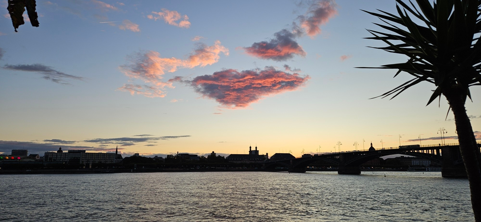 Rheinufer Mainz-Kastel, der Rhein, 
zur Rechten im Vordergrund eine Palme, dahinter die Theodor-Heuss-Brücke, 
mittig links im Hintergrund das Mainzer Rheinufer. Am sonst blauen Himmel sind vereinzelte rosa Wolken zu sehen, vermutlich weil die Sonne gerade unterging.