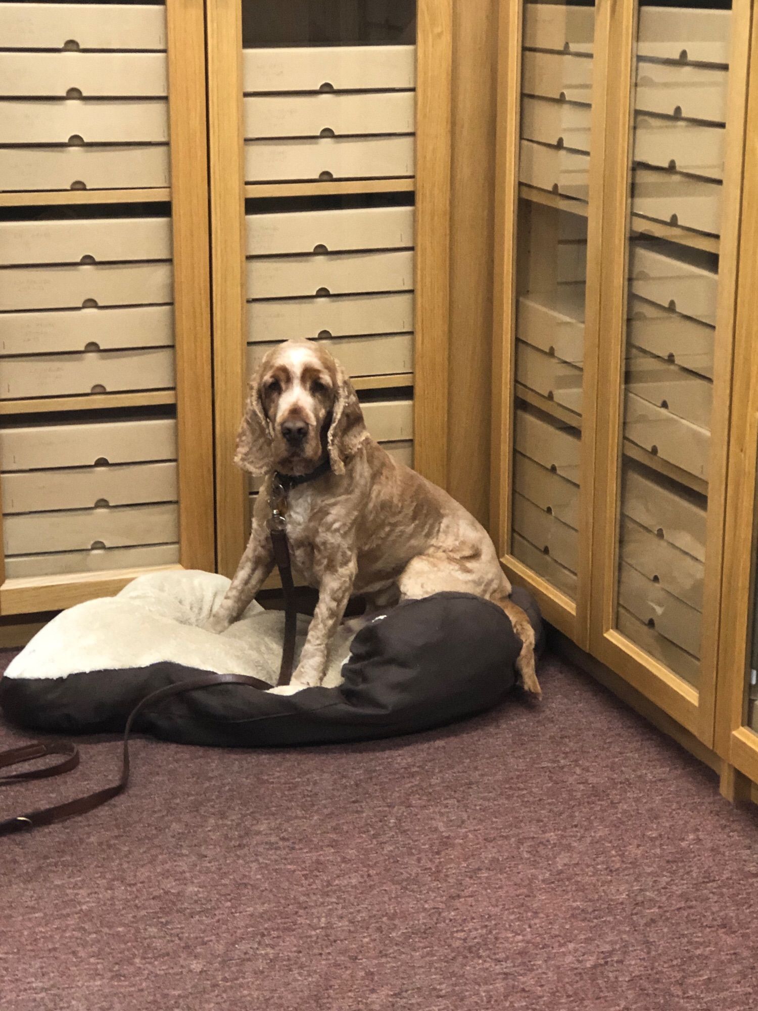 A dog sits in the corner of the boardroom at Pennine Heritage, Hebden Bridge. He is on a cushion and behind him are glass-fronted cupboards with archive boxes in them.