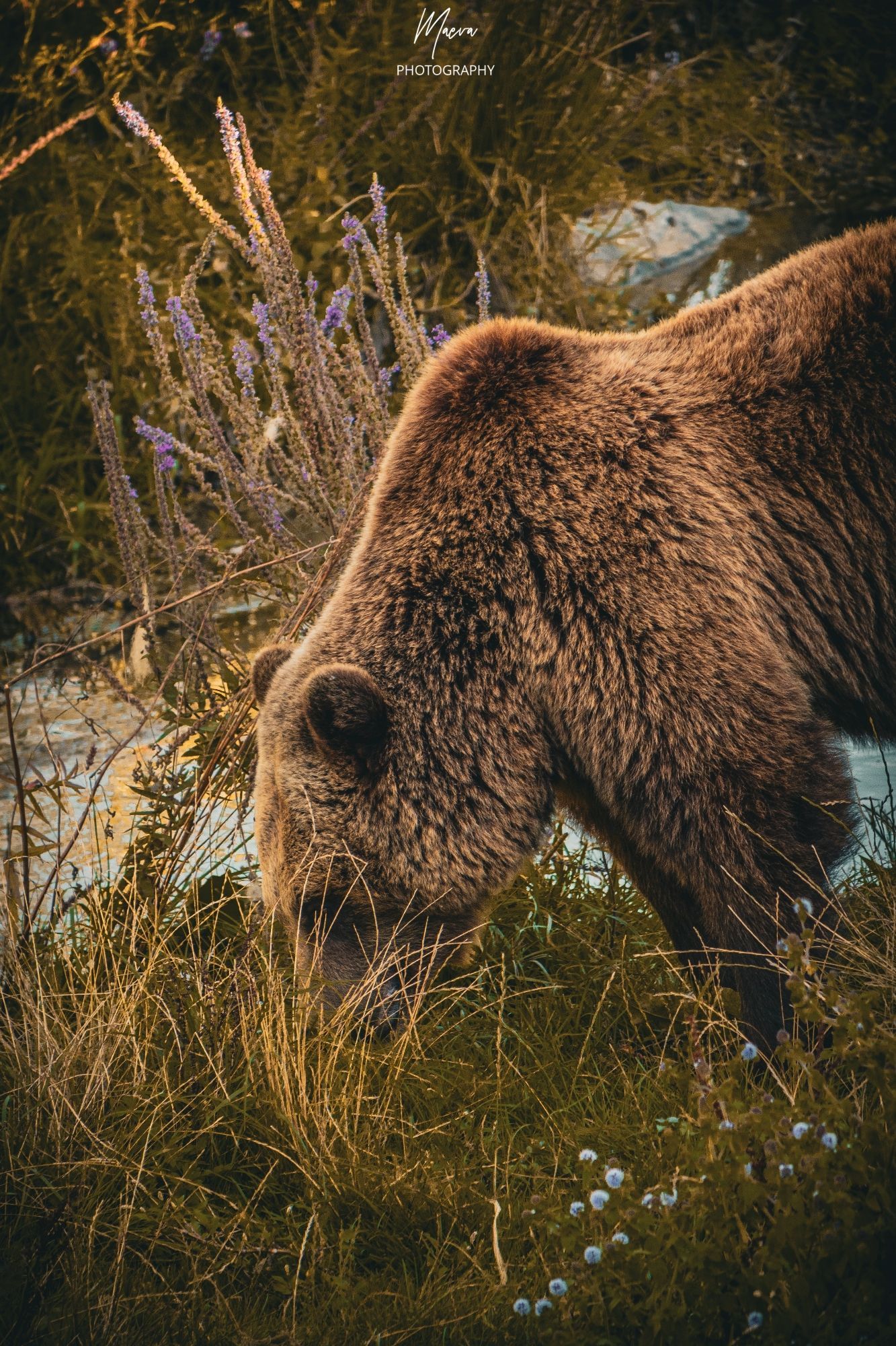 Photography of a brown bear 🐻