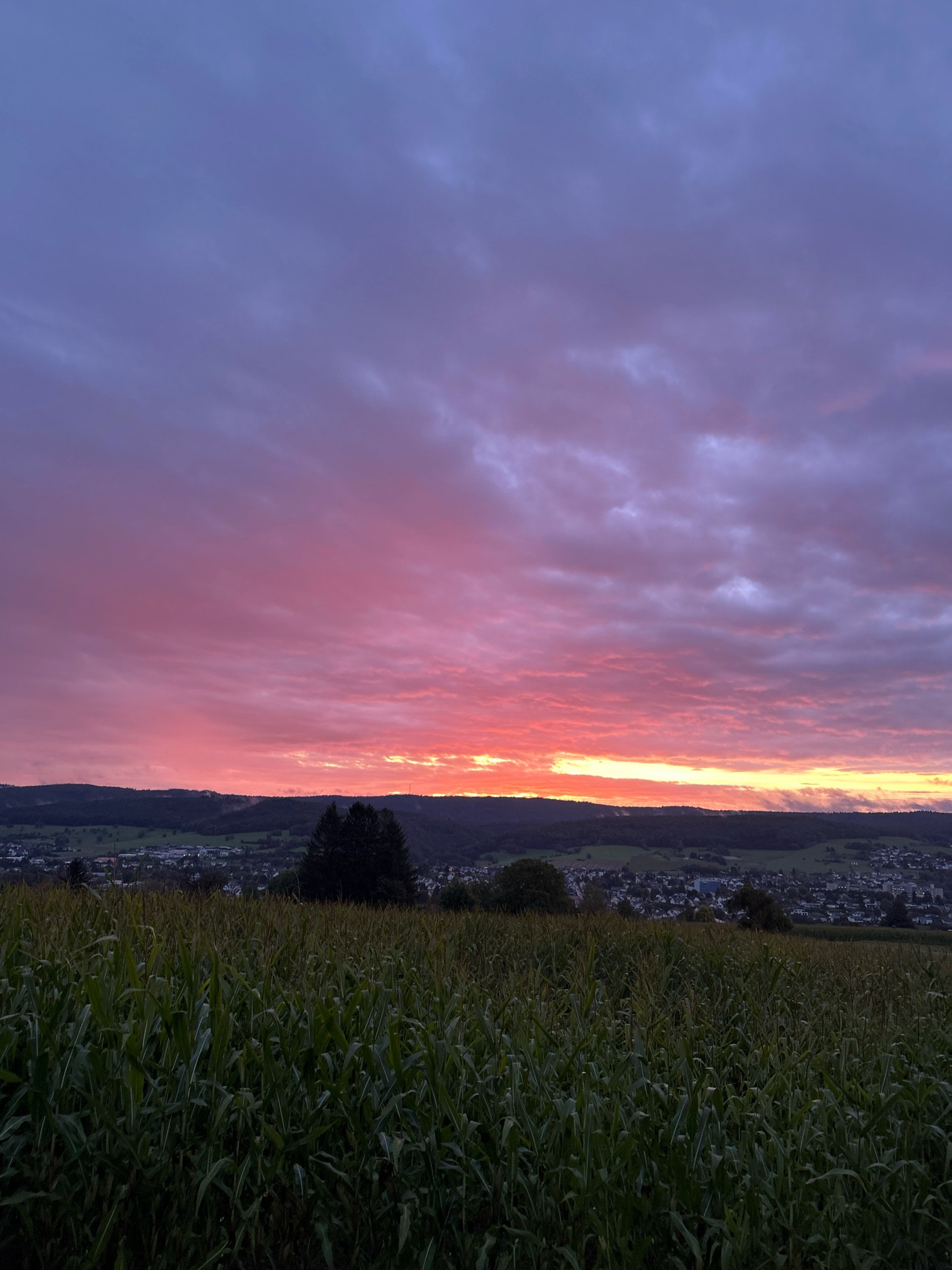 Im Vordergrund ist ein noch nicht abgeerntetes Maisfeld zu sehen und im Hintergrund einer Kleinstadt. Darüber ein Morgenrot mit Farbtönen von orangegelb über dem Horizont und darüber orangerot bis blauviolett.