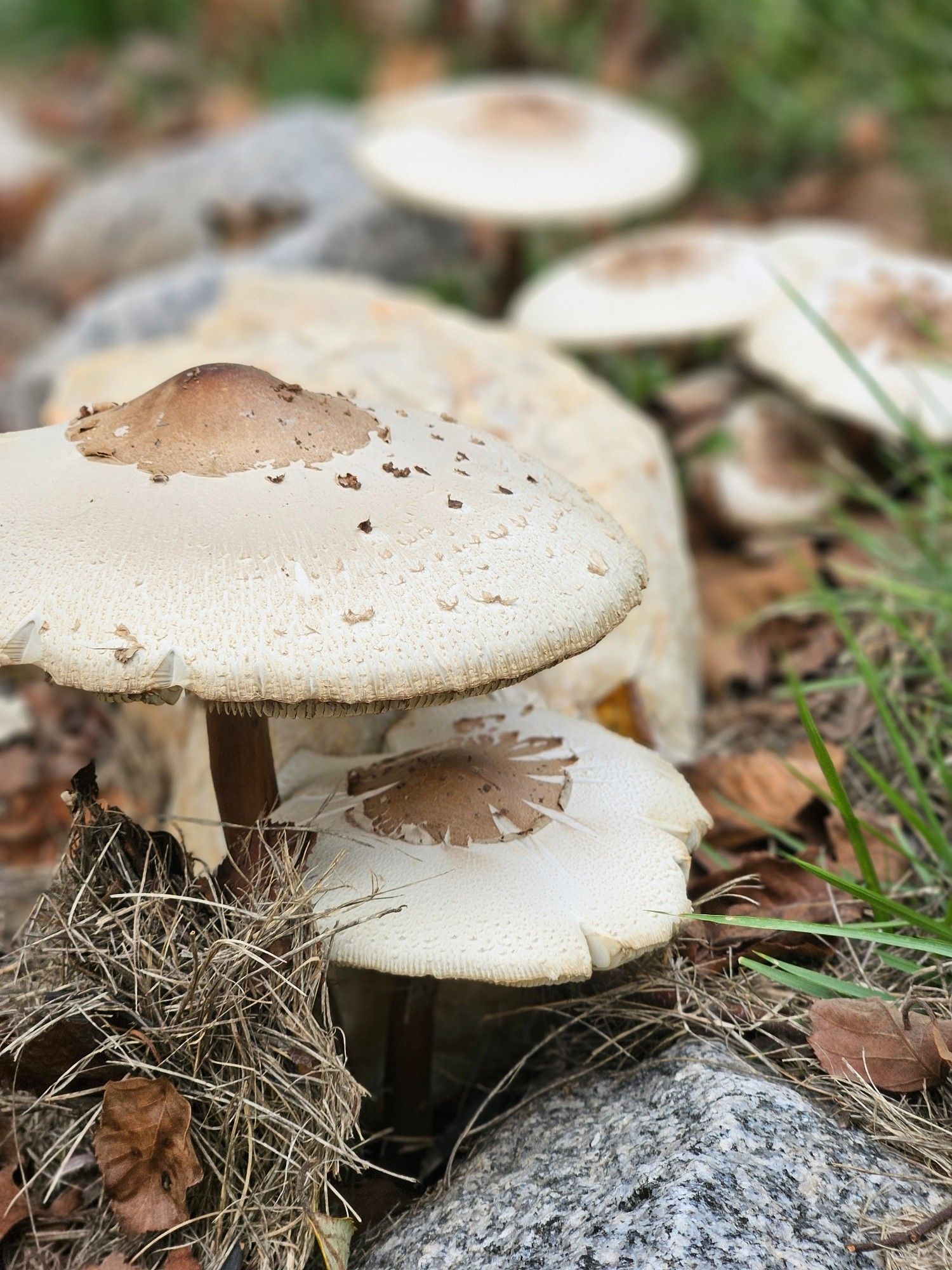 Photograph of some mushrooms in my yard