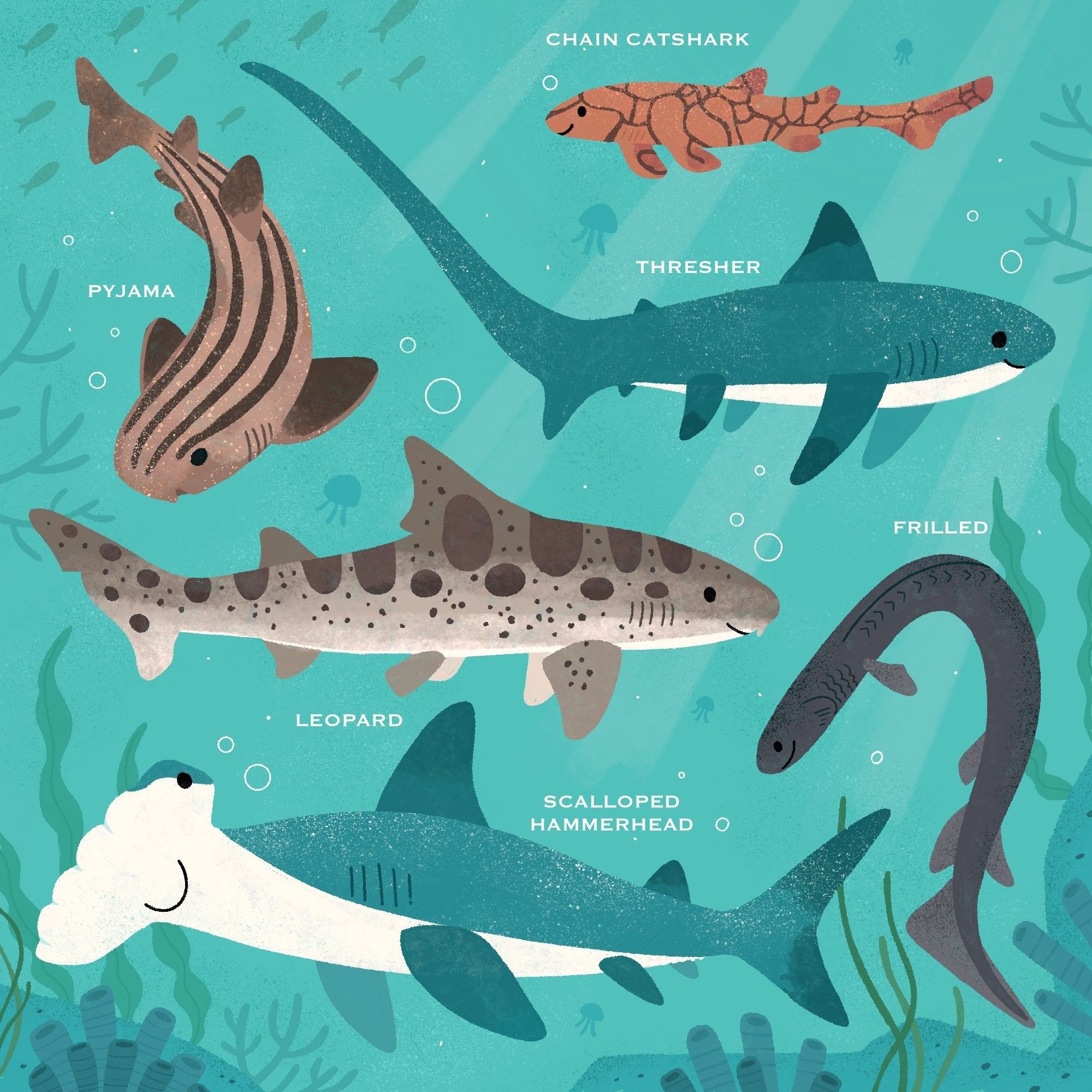 Illustrious of 6 different types of sharks featured in an underwater landscape with coral and seaweed. The different sharks include: pyjama,  chain catshark, thresher, leopard, frilled, and scalloped hammerhead