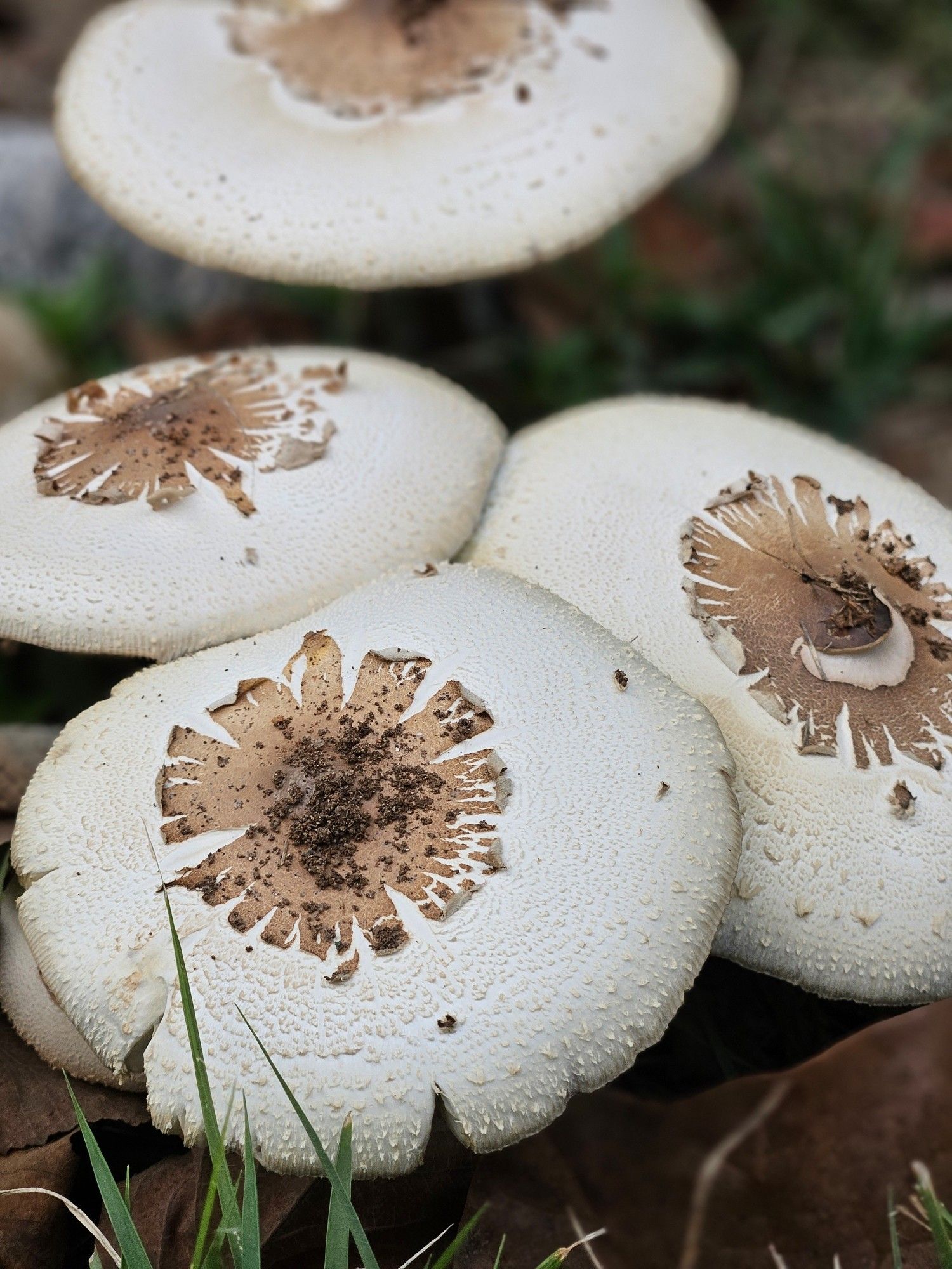 Photograph of three mushrooms grown into each other