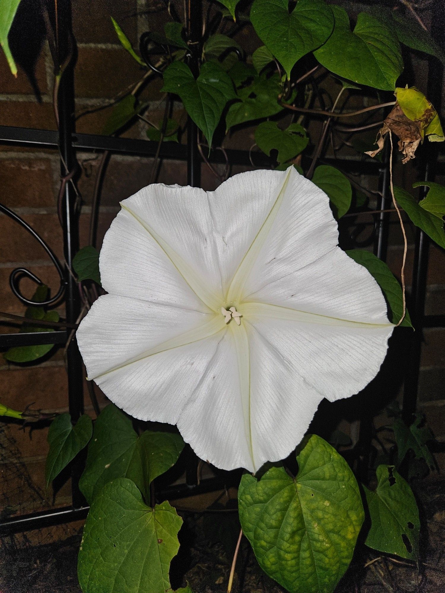 Photograph of a moonflower at night