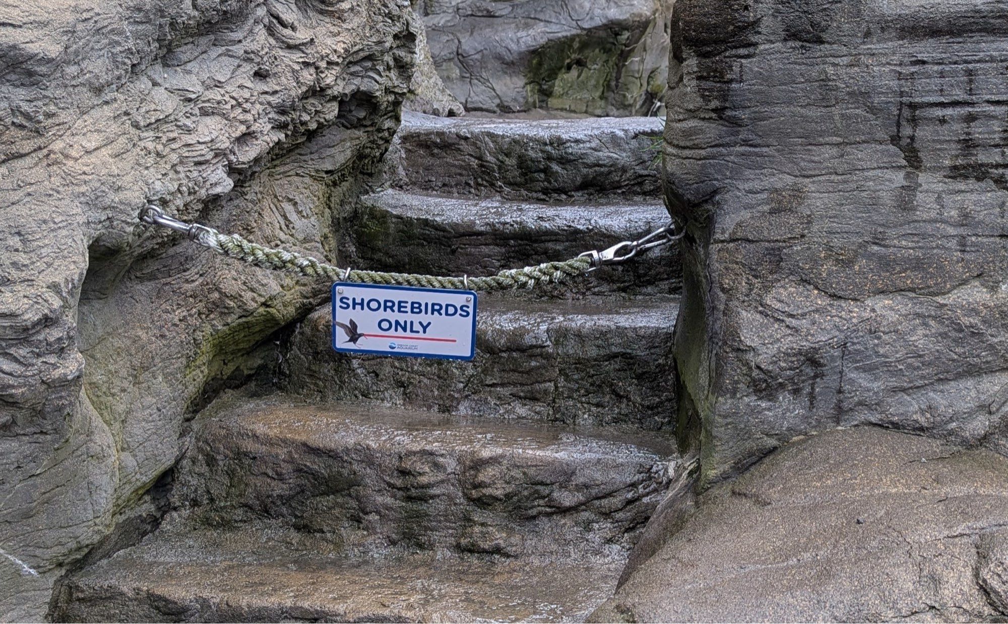 A sign hangs from a rope across a set of rocky stairs. The sign reads “SHOREBIRDS ONLY”