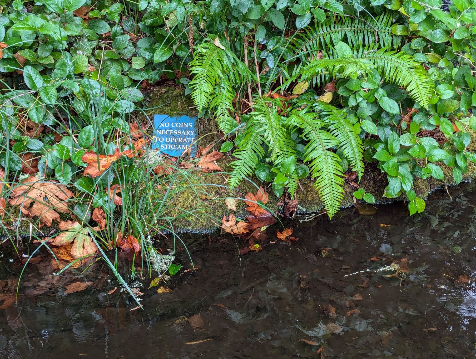 On the fern covered bank of a small stream, a blue sign with yellow lettering reads “NO COINS NECESSARY TO OPERATE STREAM”