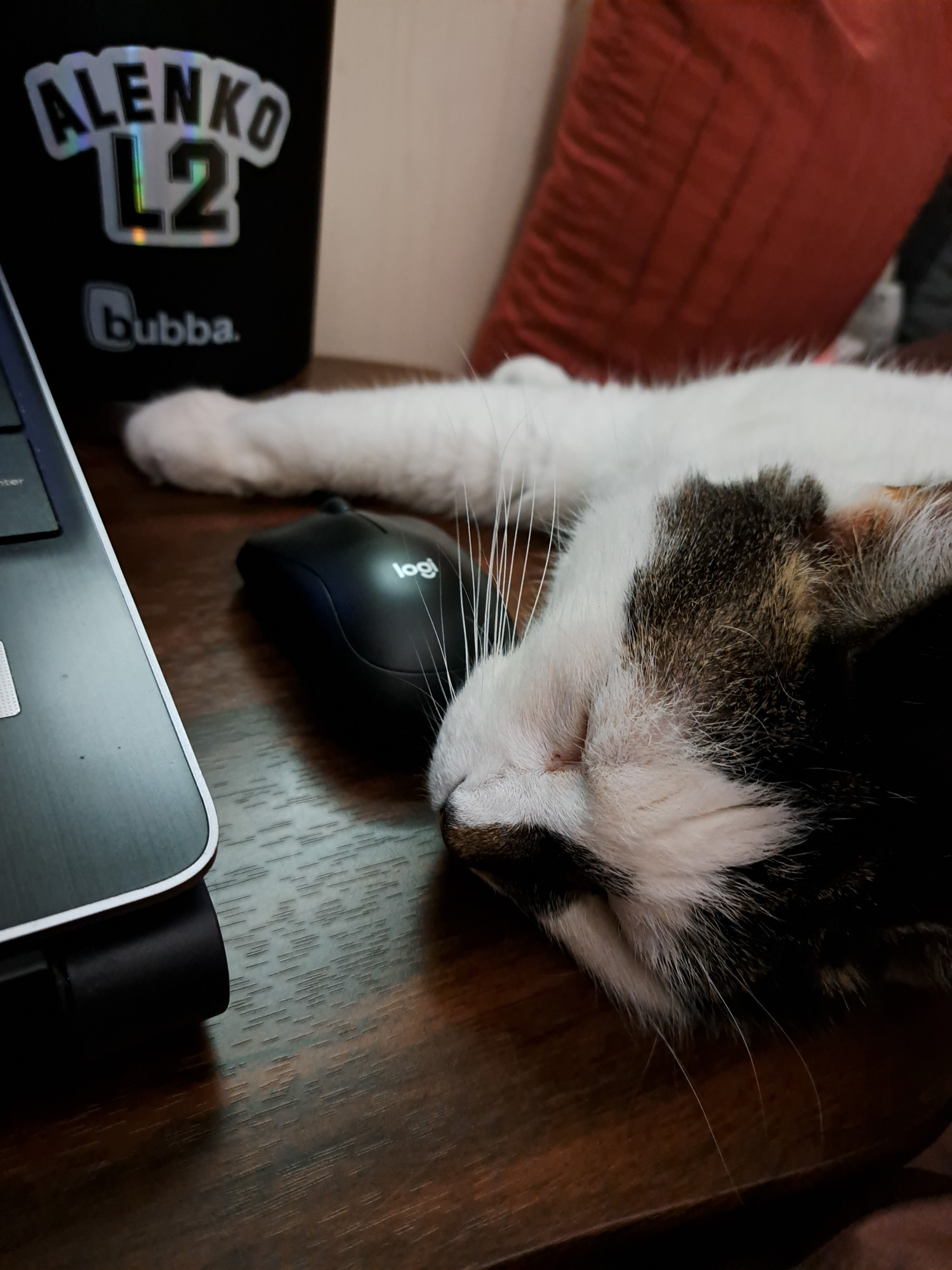 A picture of a black and white cat sleeping with it's head on a lap desktop. 