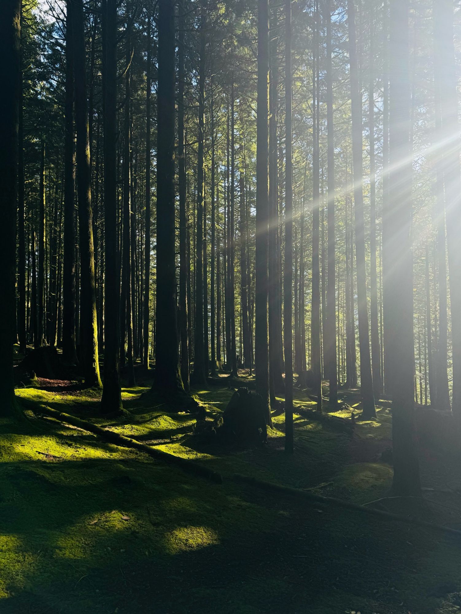 Picture of a very green forest with sunlight pouring through the trees