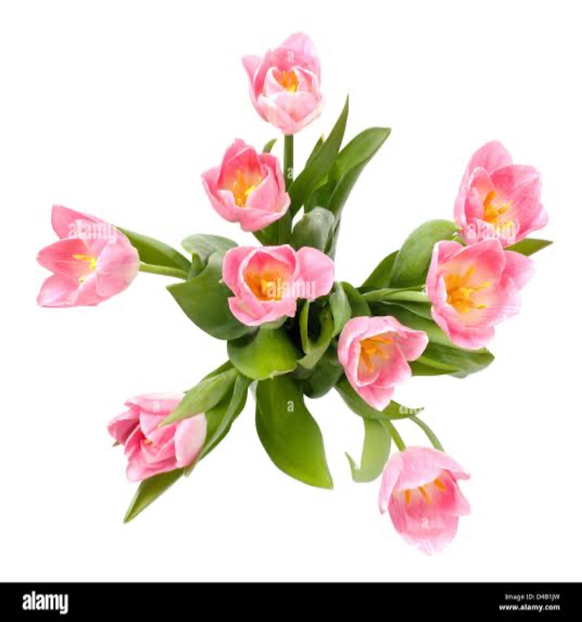 A stock photo of pink tulips viewed from above.