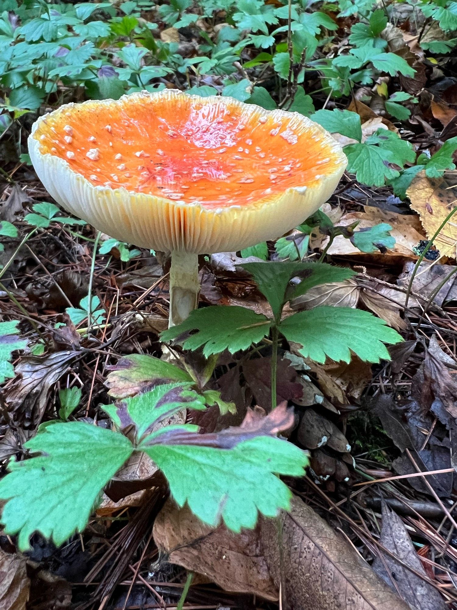 Mushroom with a flat orange top that has water pooled in it, green and brown leaves surround it