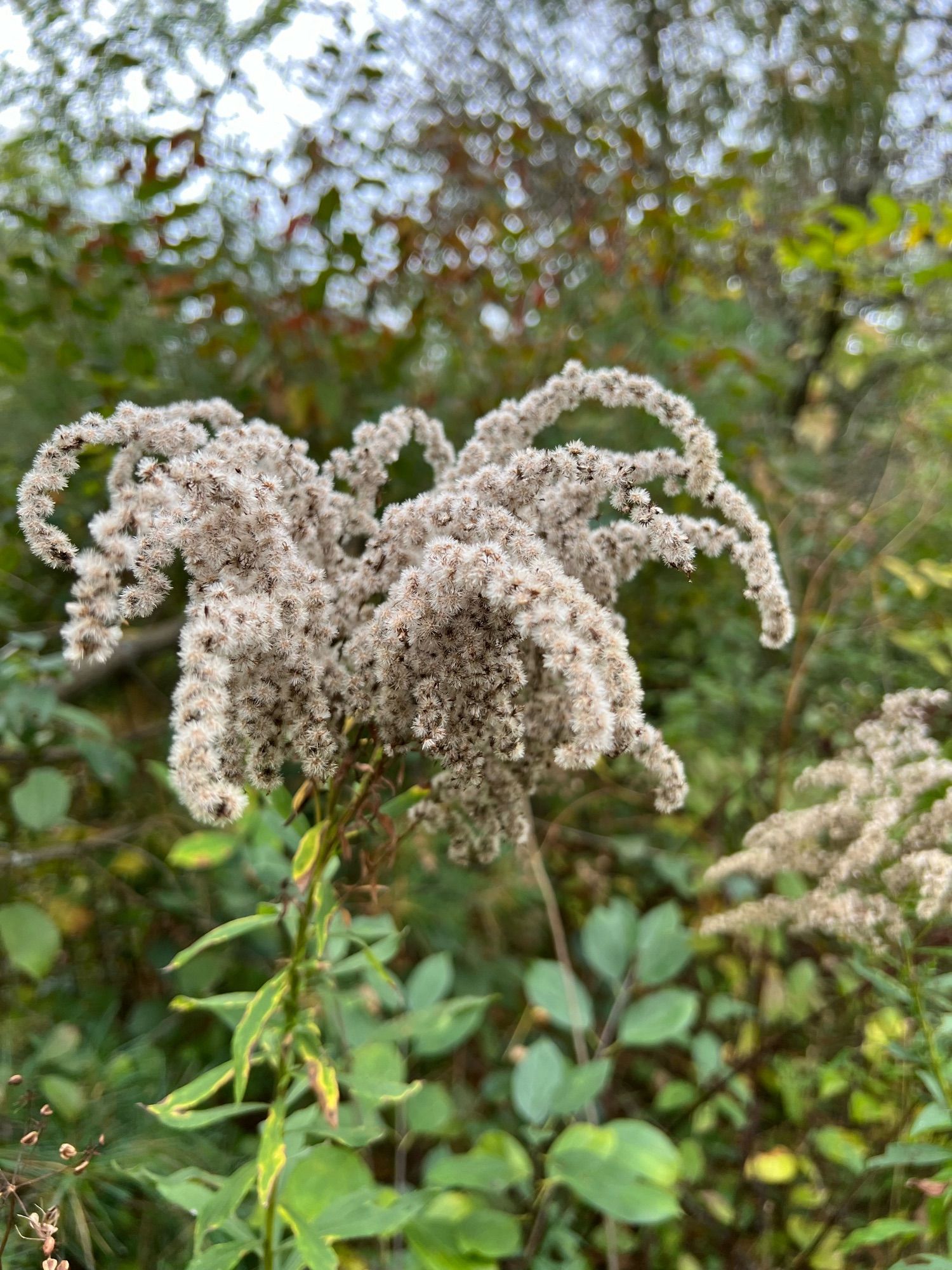 Goldenrod seed head, fuzzy and pale, stands out against the leaves of the surrounding forest