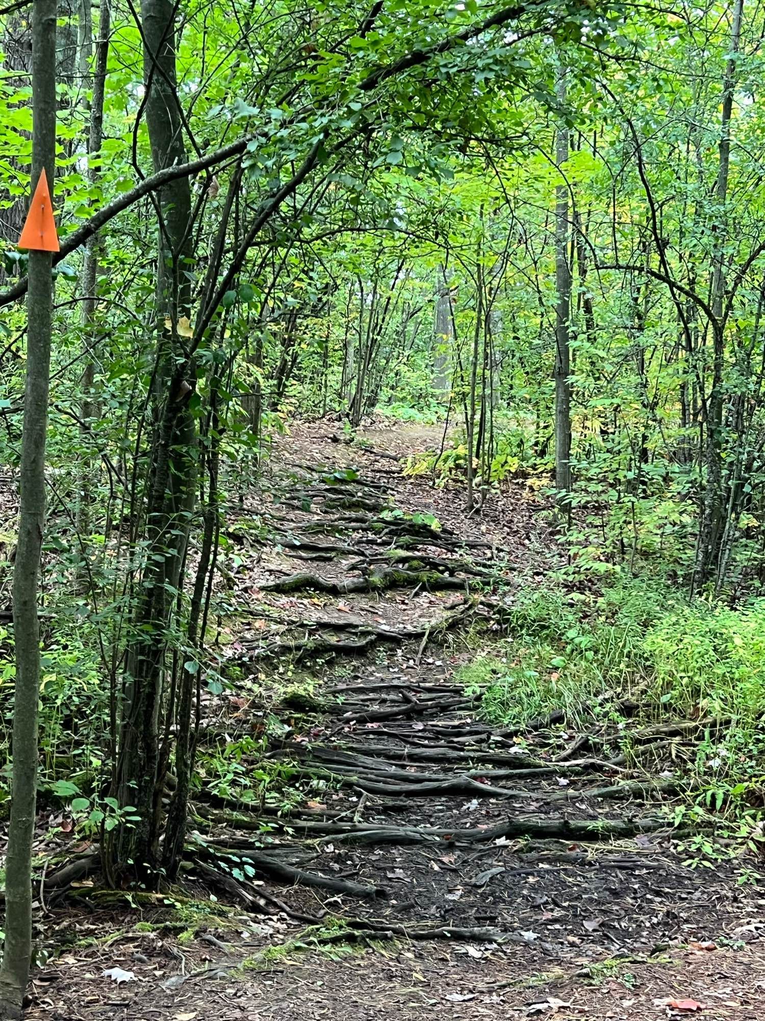 A path over logs laid in the mud, trees with bright green leaves and grasses all around