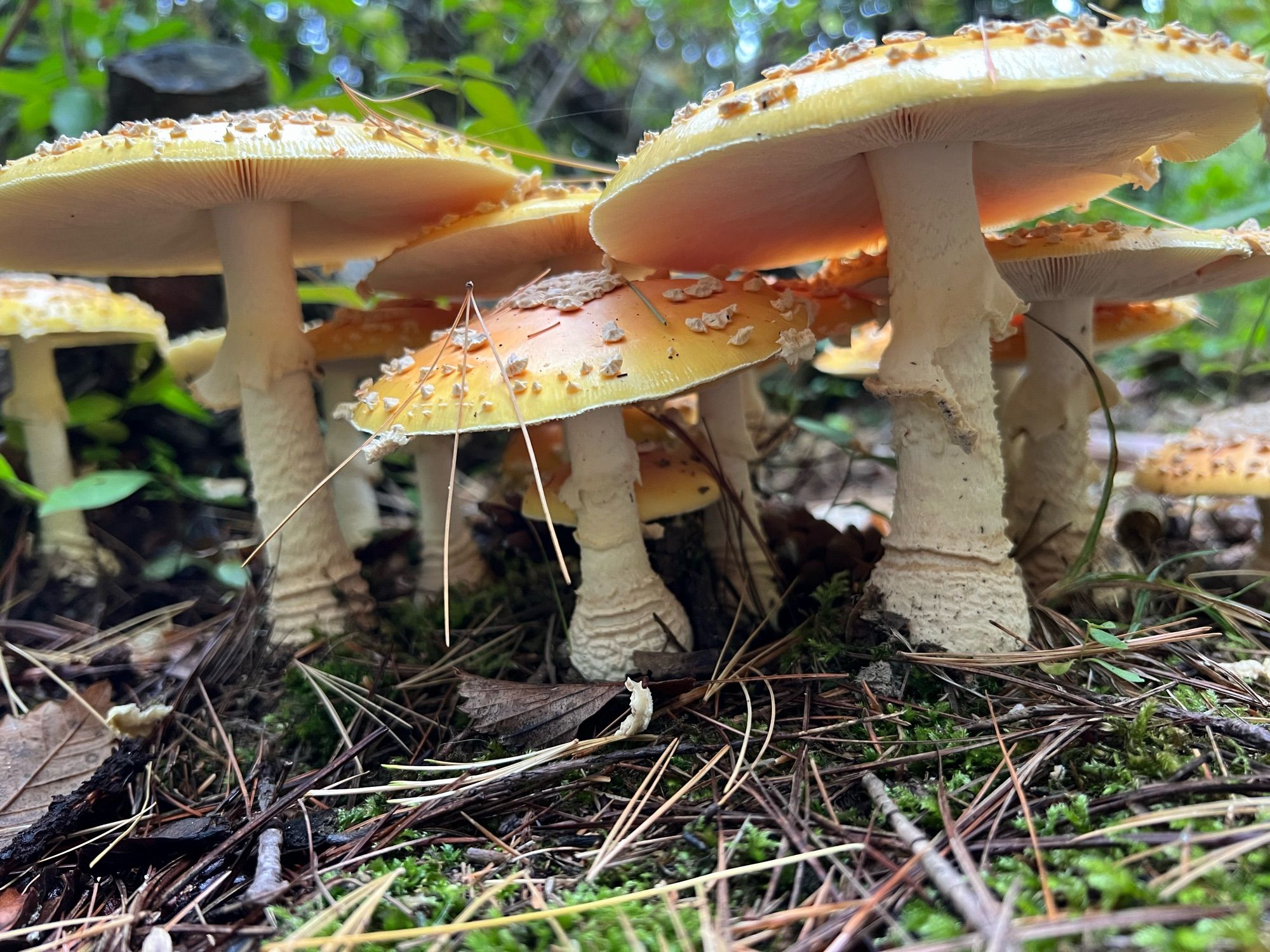 Bug's eye view of mushrooms with cream coloured stems and yellow tops with white "sprinkle" warts