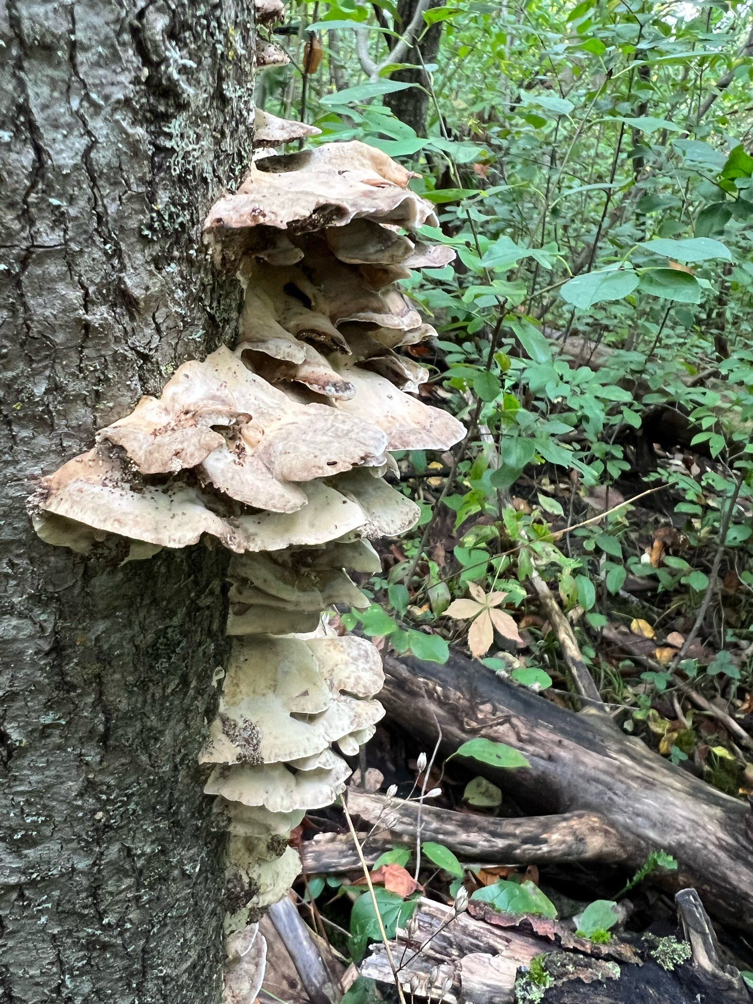 Several shelf-like funghi up the side of a tree