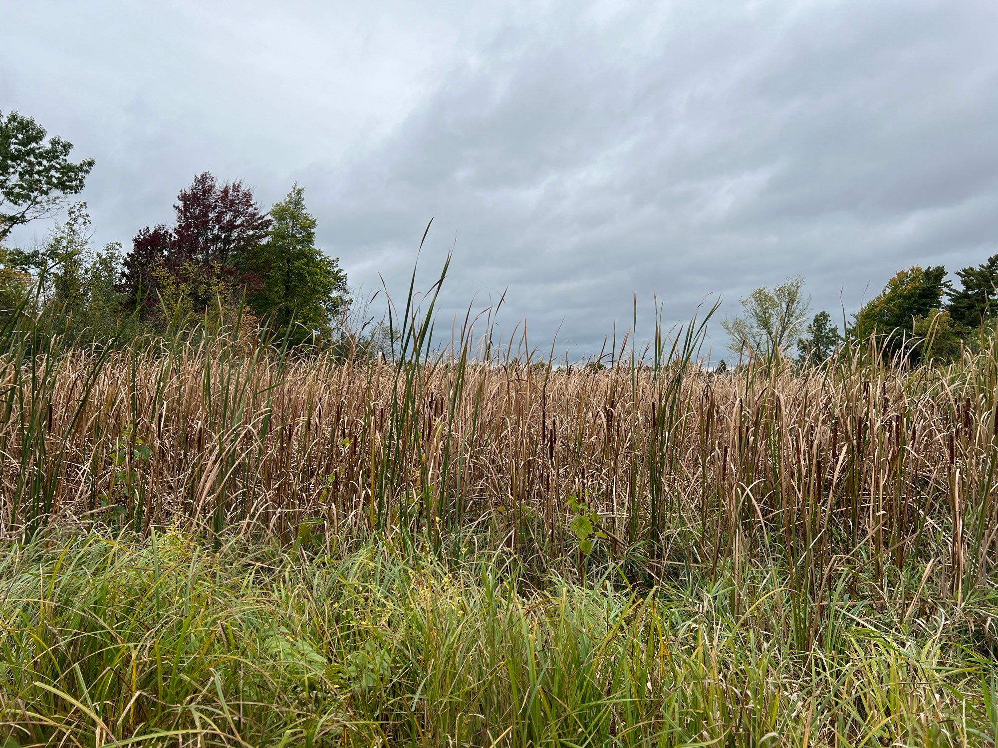 A wall of cattails under a cloudy sky. Tallgrass in the foreground, a few trees in the background