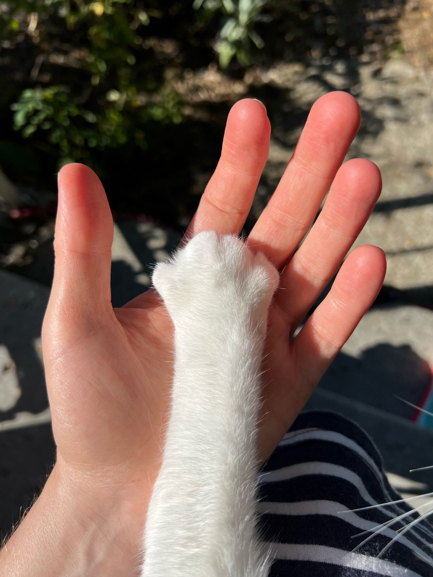 An open hand with a cat's paw resting in the centre of it