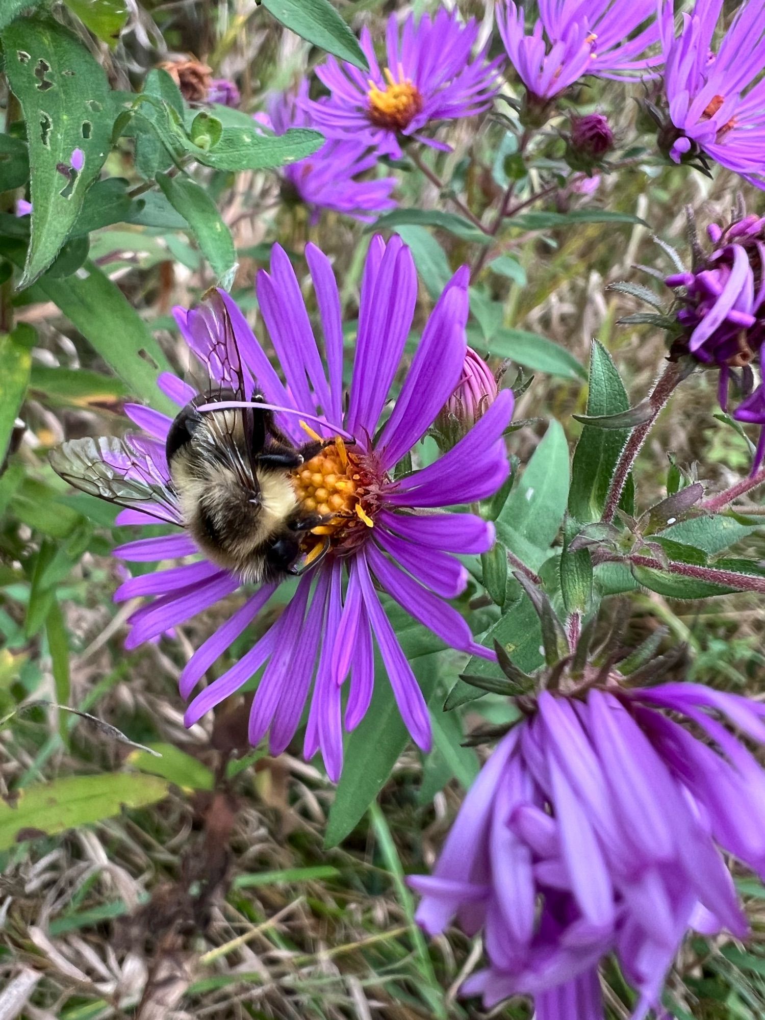 A bumblebee sips nectar from a purple aster