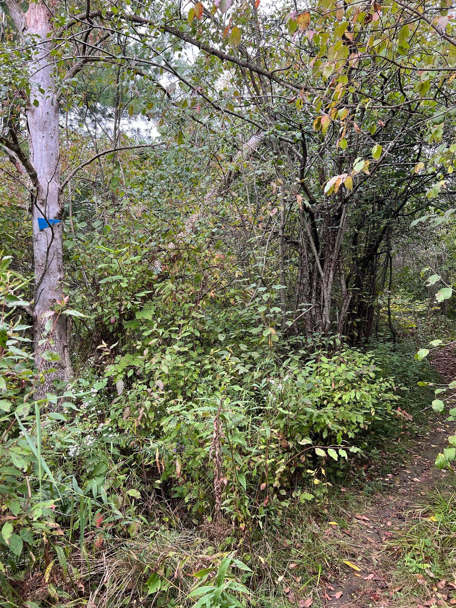 A trail heads to the right around shrubs and trees