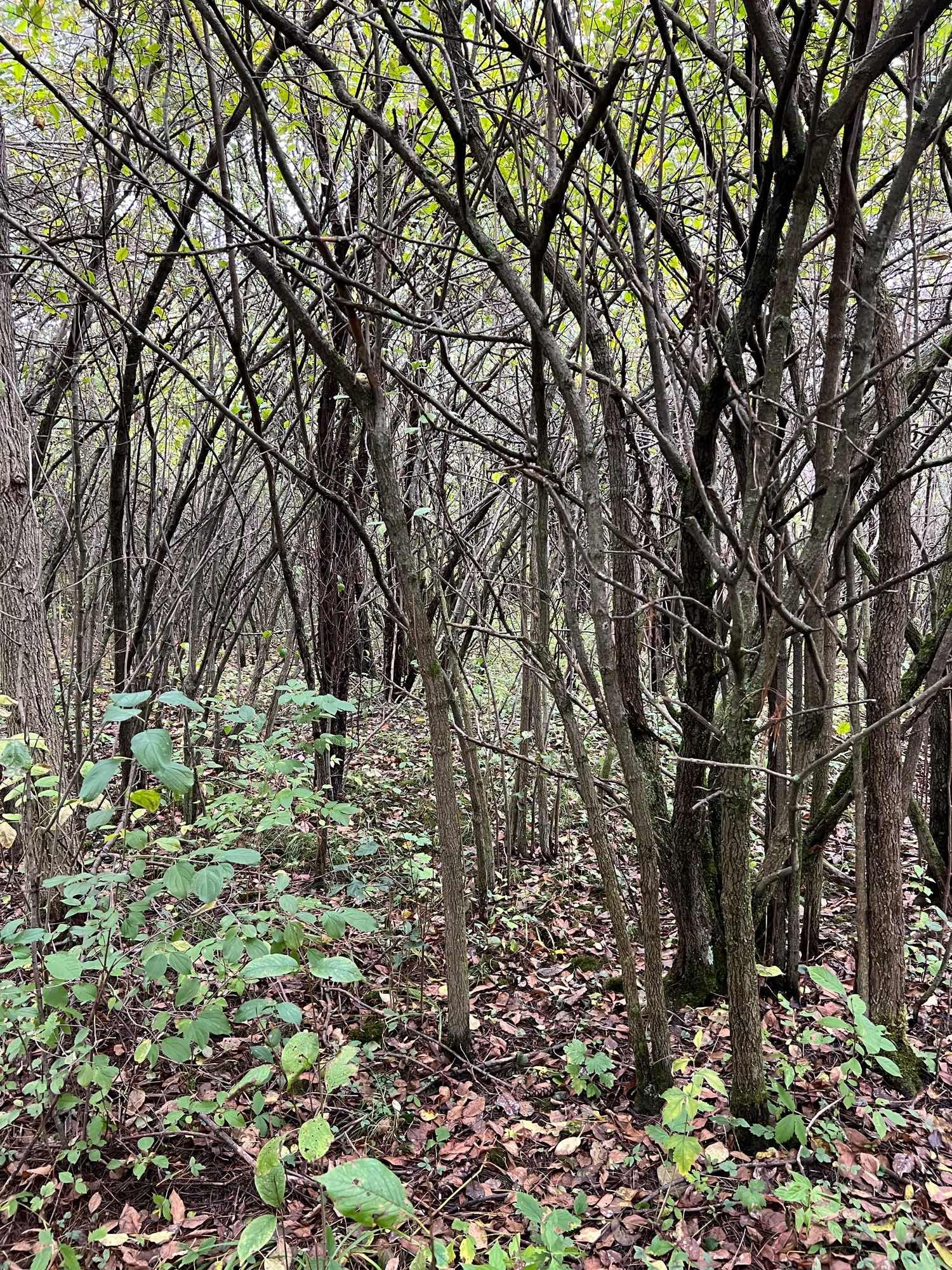 A tangle of slender trees and shrubs