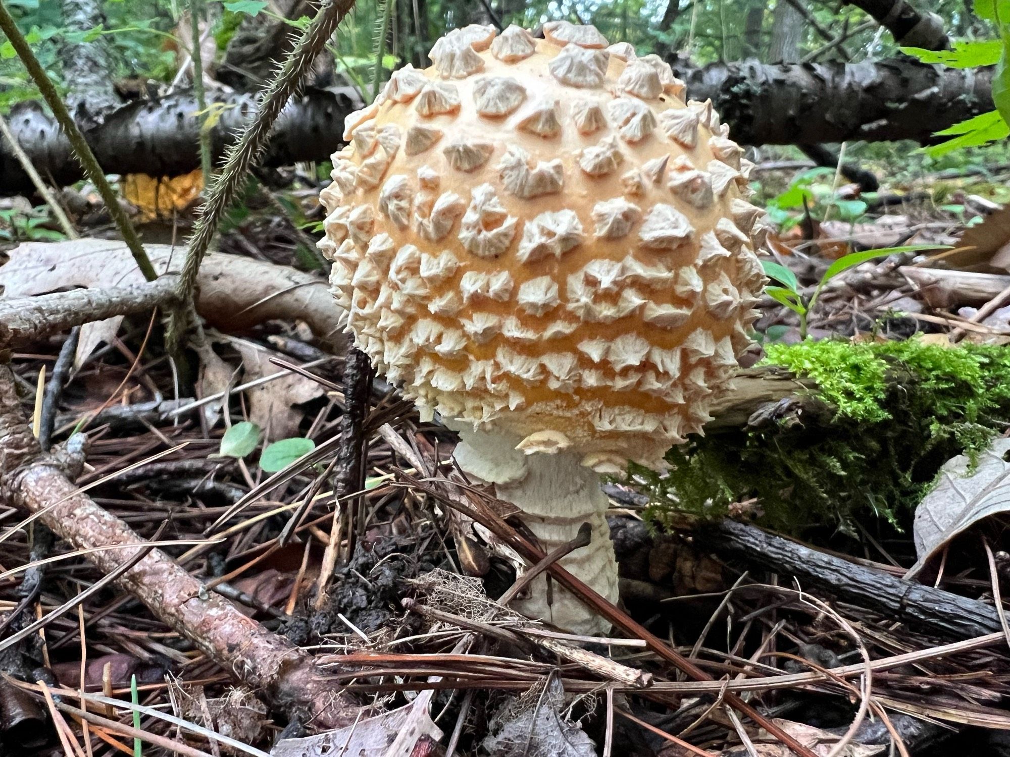 Mushroom is a soft golden brown with large, triangular warts and a cream coloured stem